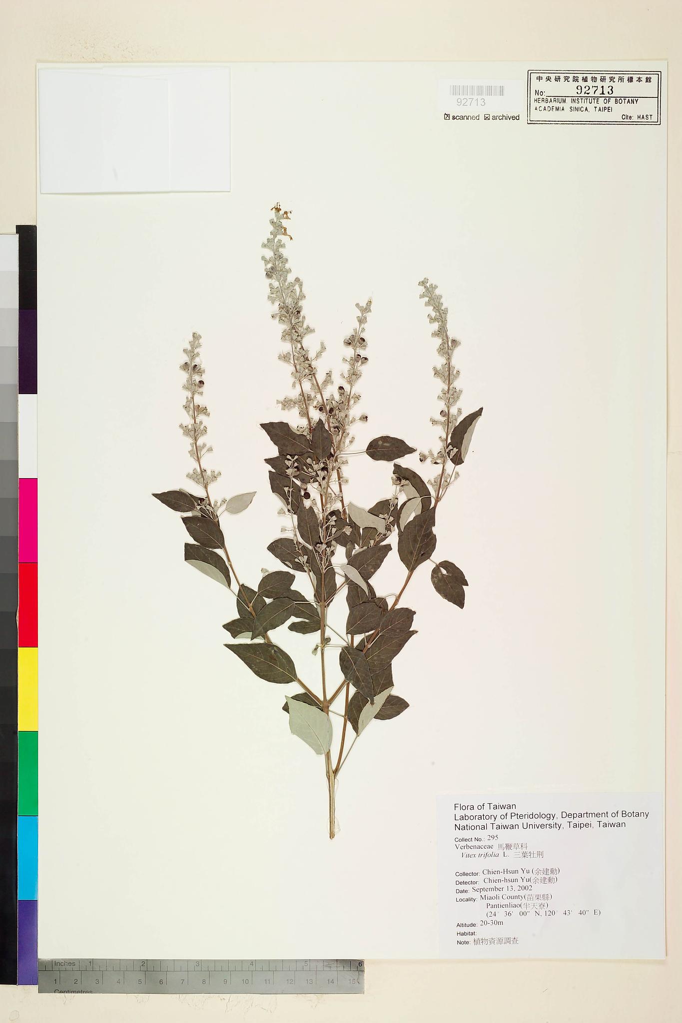 Sample image for viewer