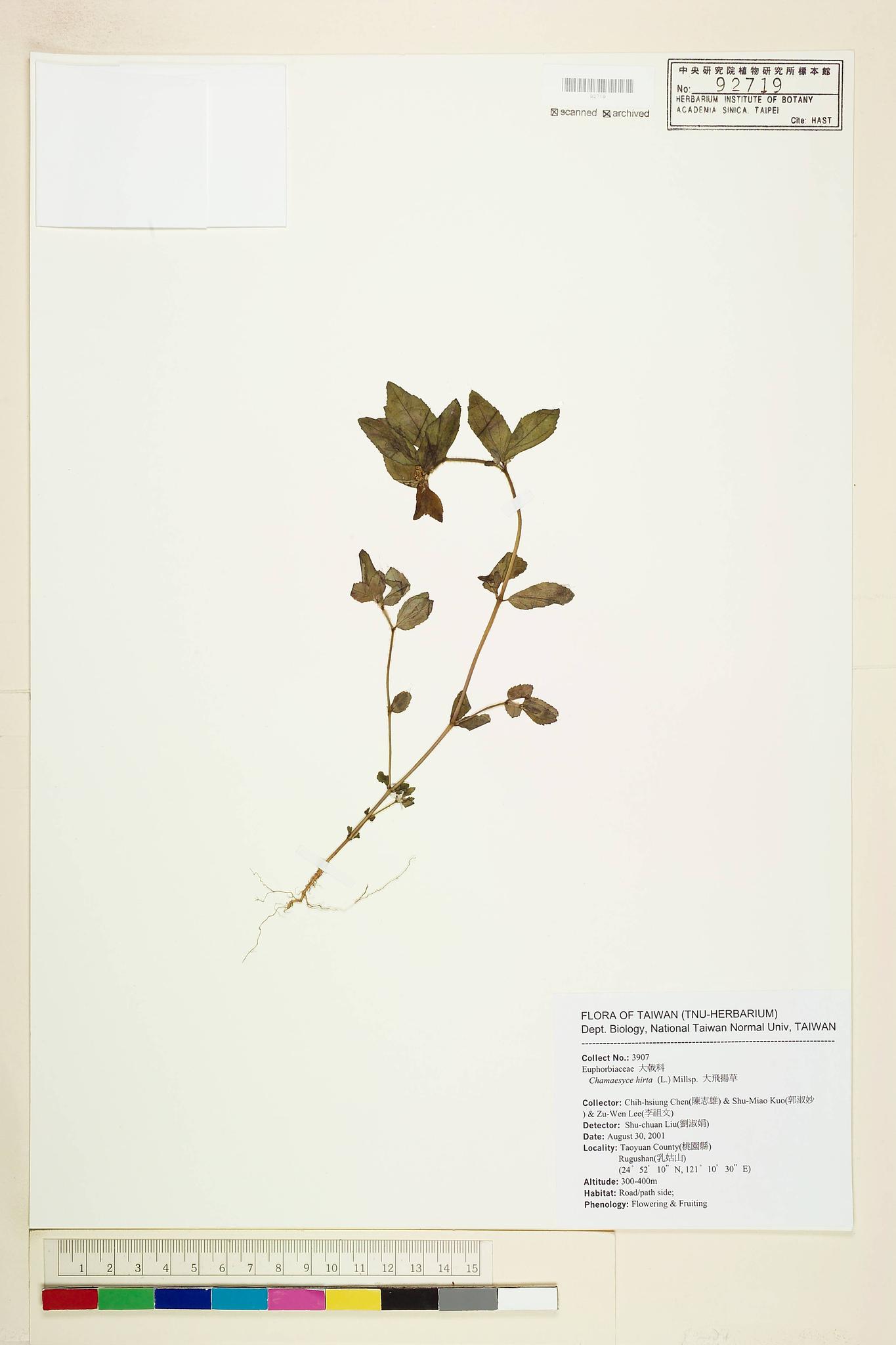 Sample image for viewer