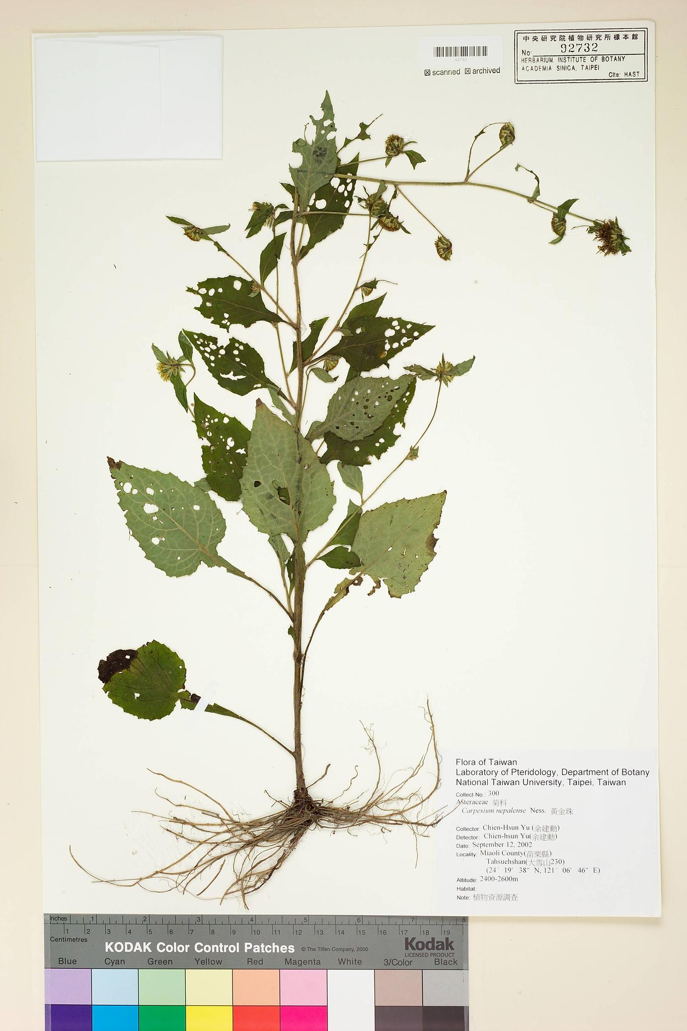 Sample image for viewer