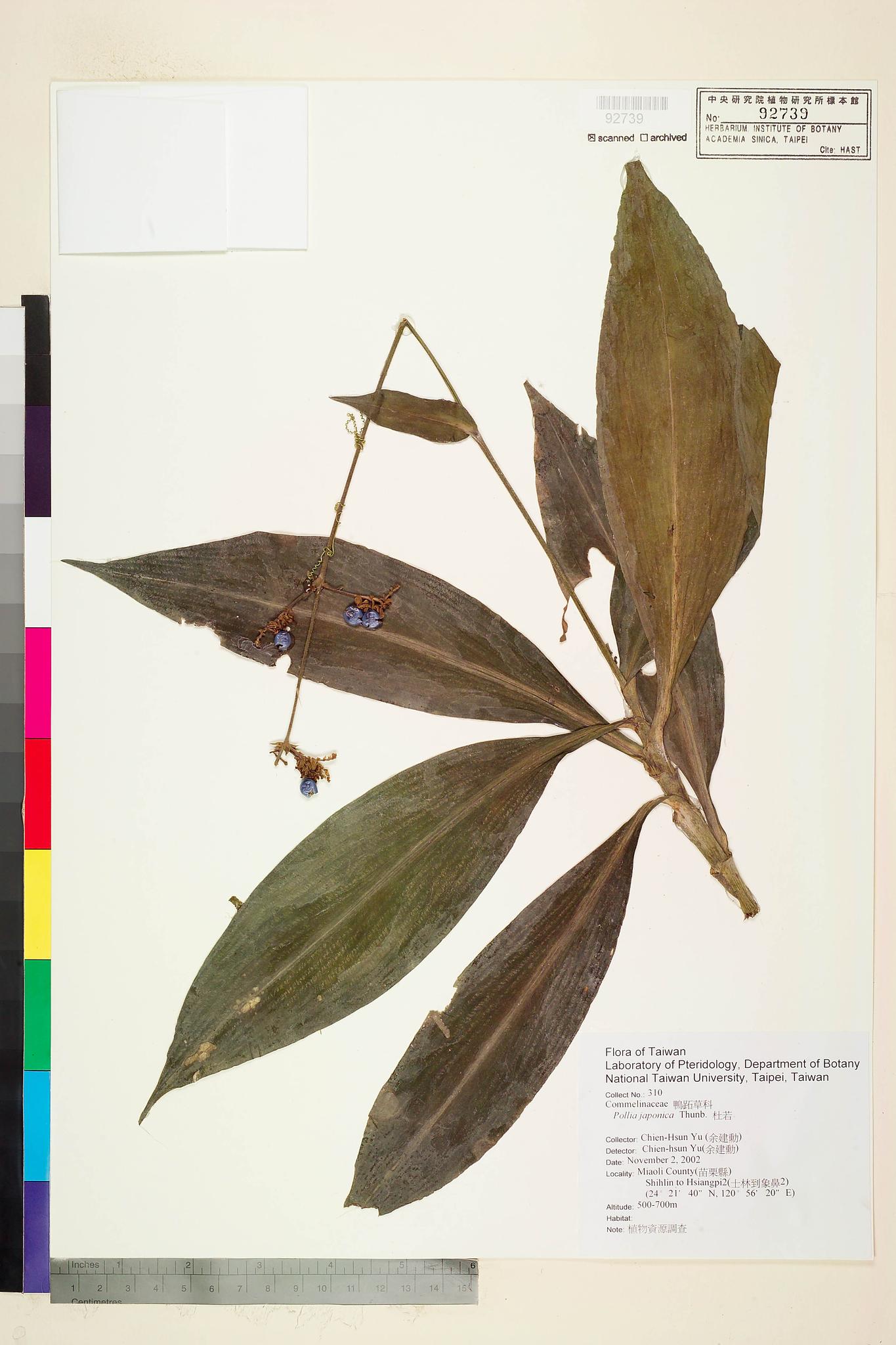 Sample image for viewer