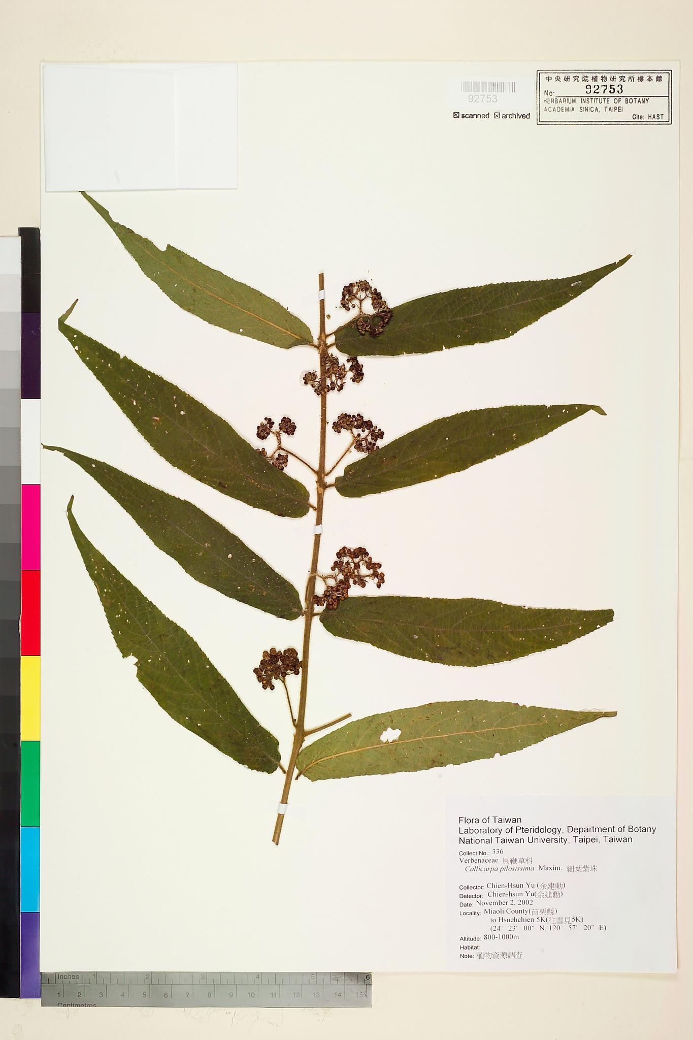 Sample image for viewer