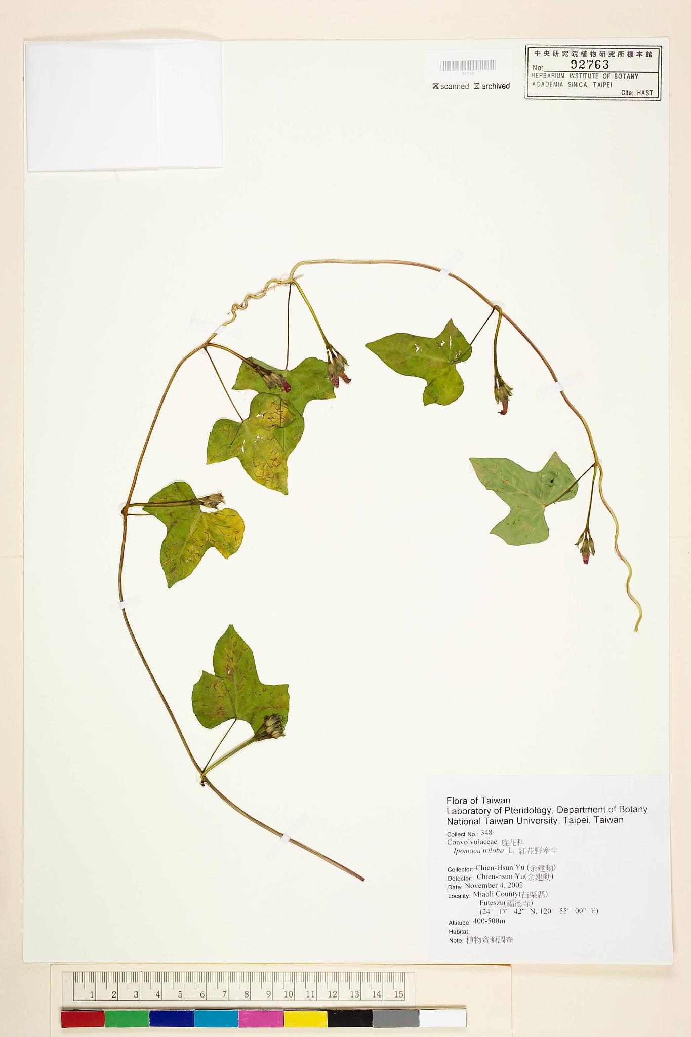 Sample image for viewer