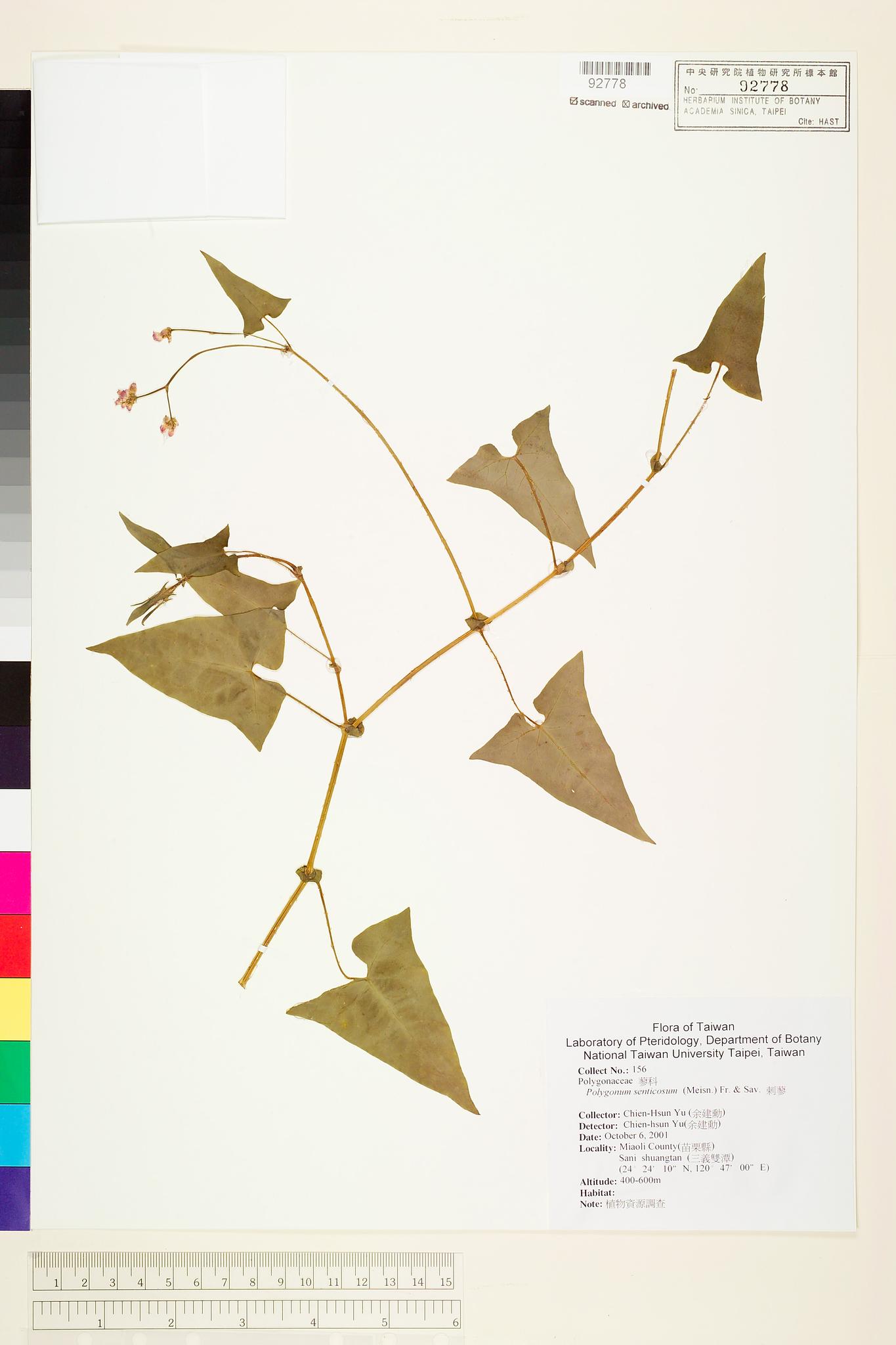 Sample image for viewer