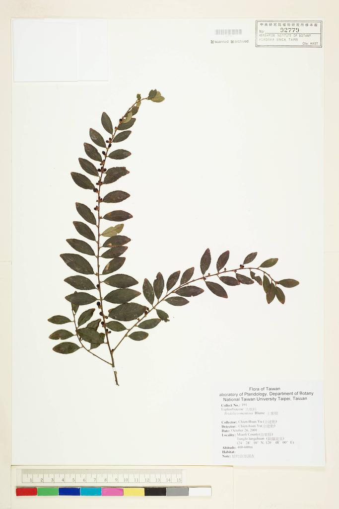 <Unit #56227 Yu, Chien-Hsun | 余建勳 | 191:: | Bridelia tomentosa Bl.>