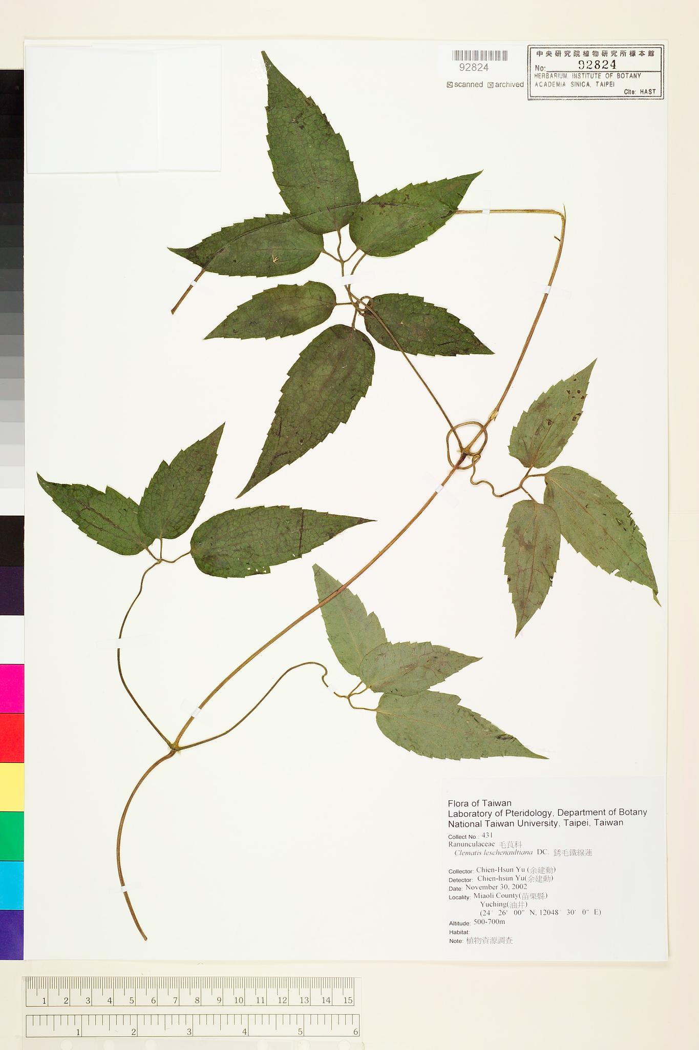 Sample image for viewer