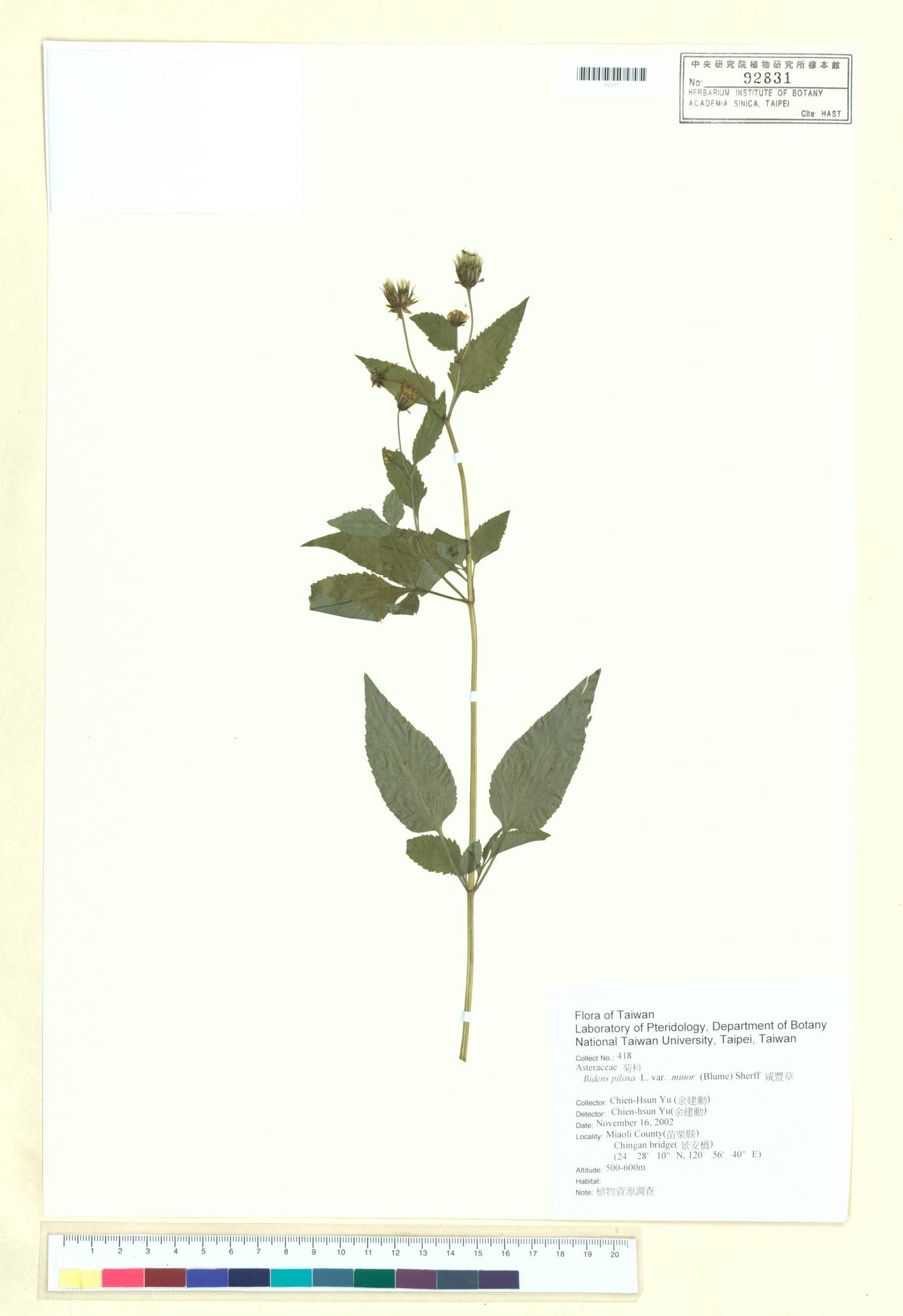 Sample image for viewer