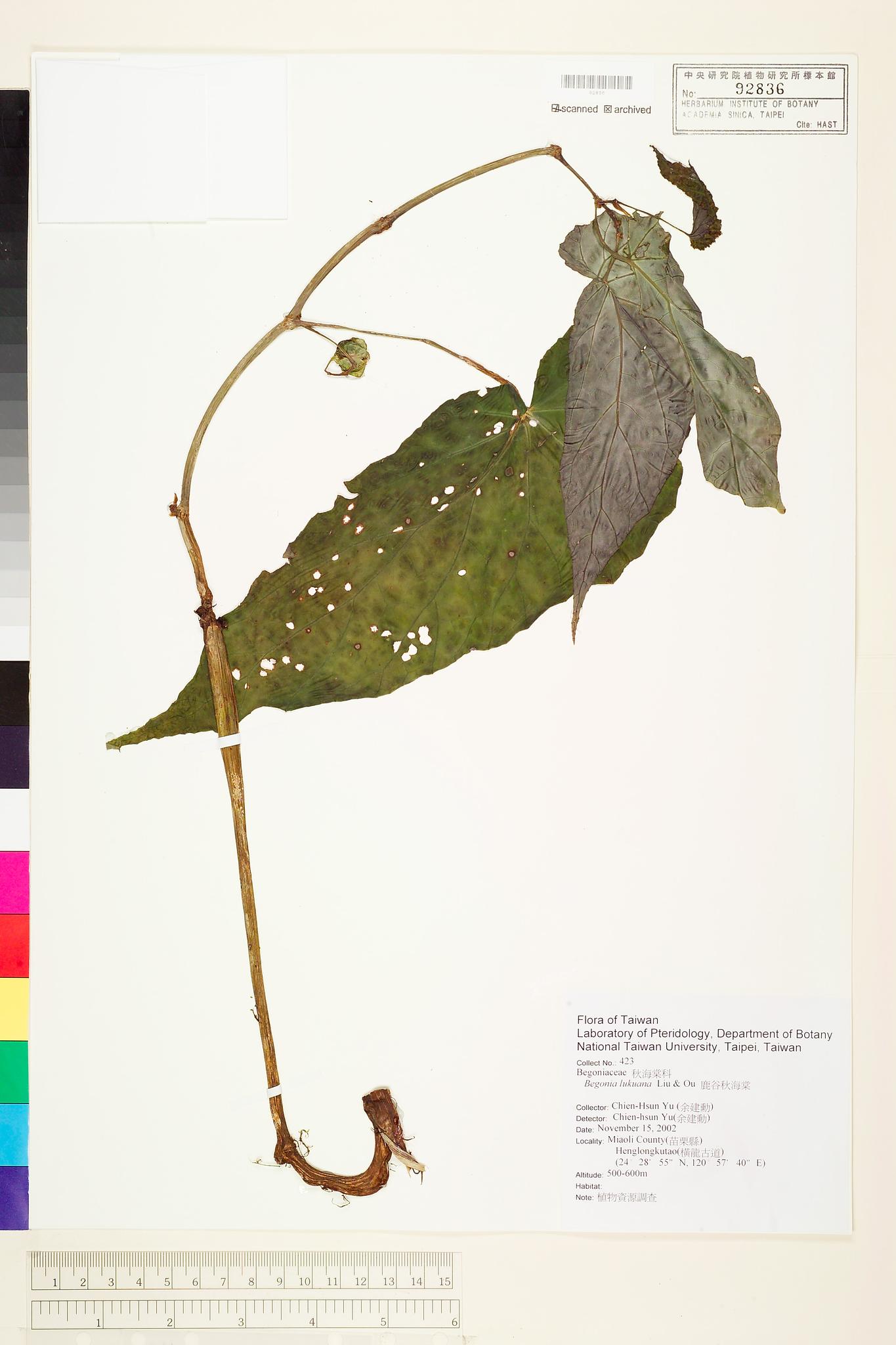 Sample image for viewer