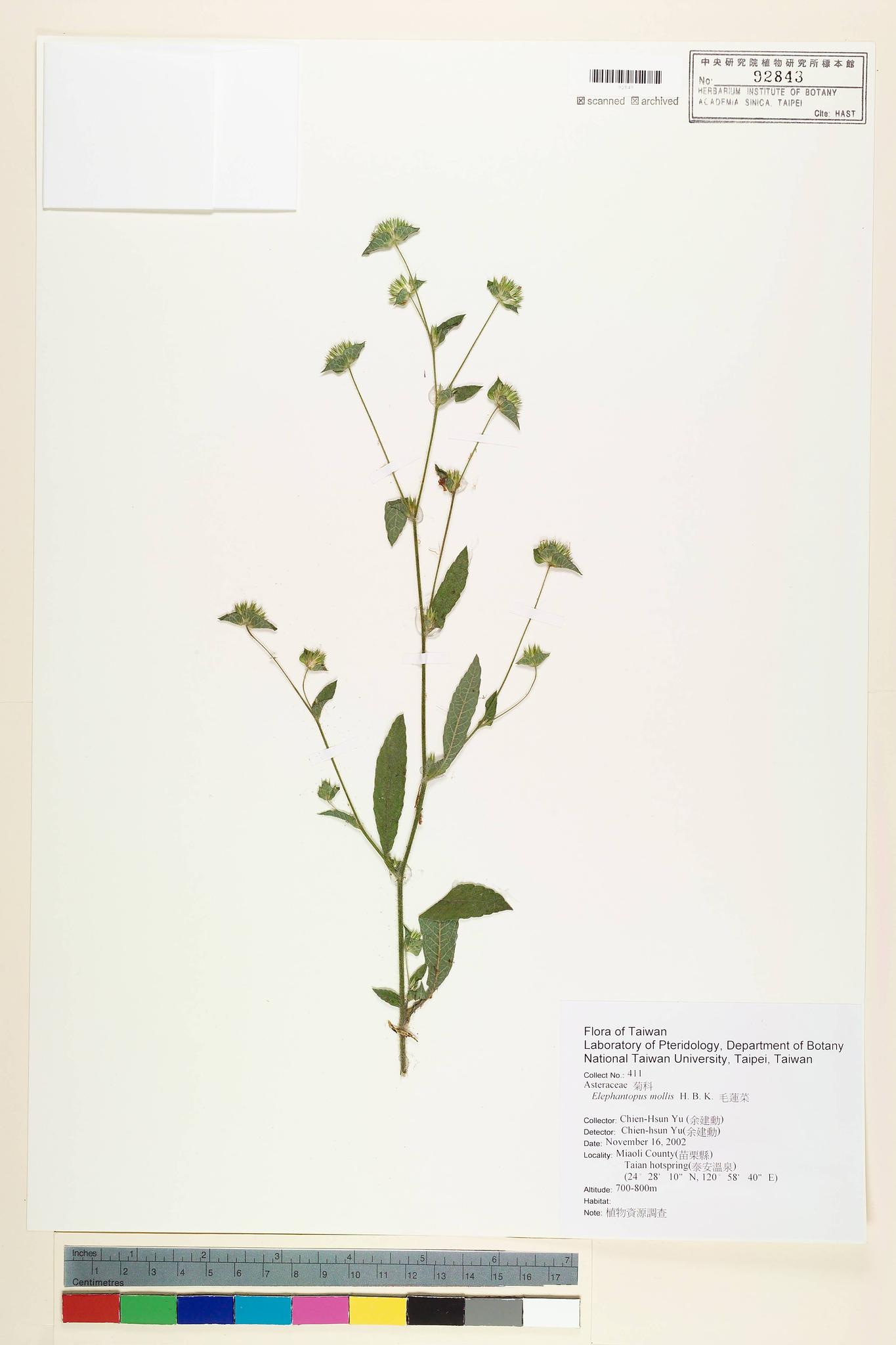 Sample image for viewer