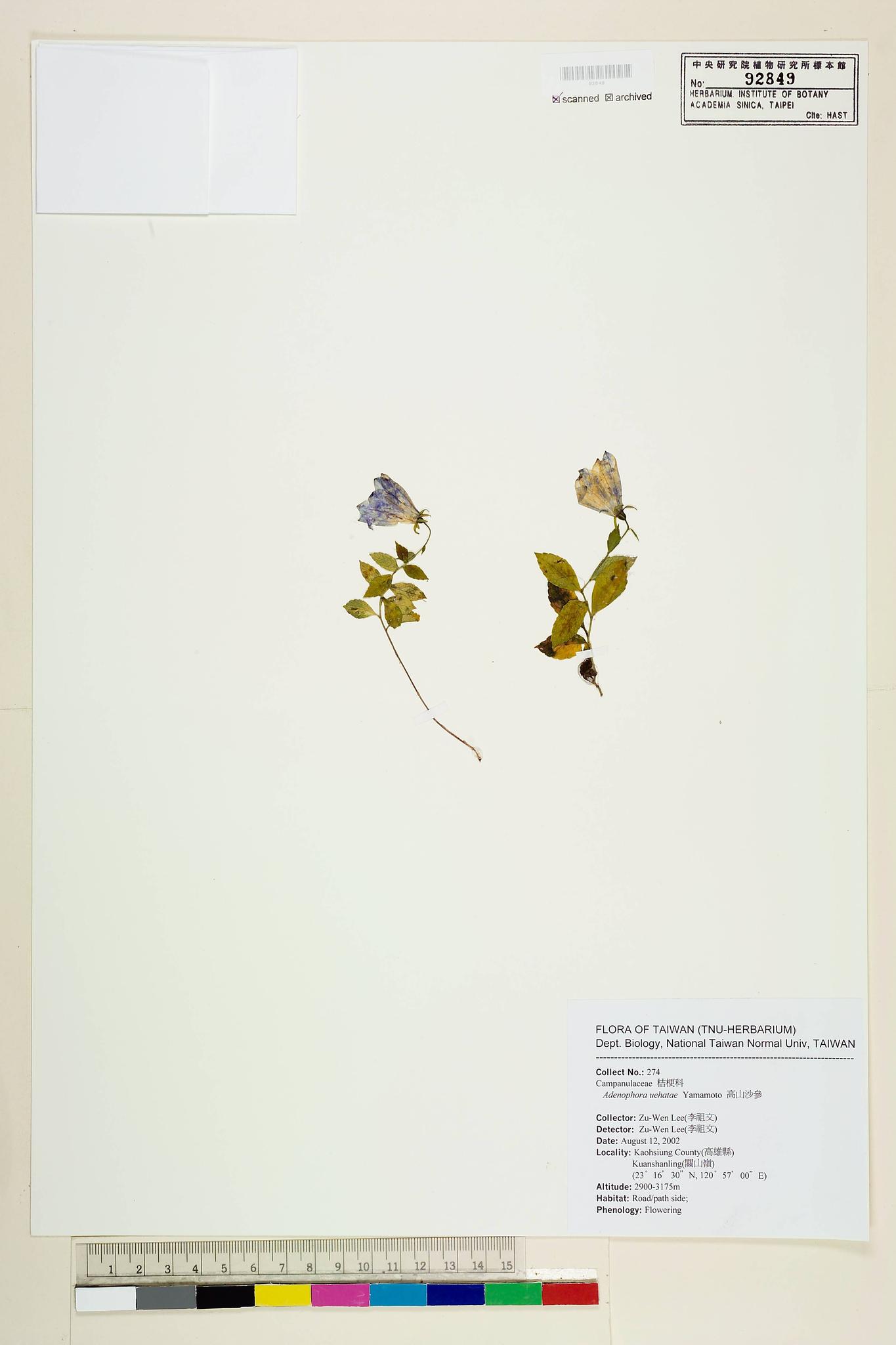 Sample image for viewer