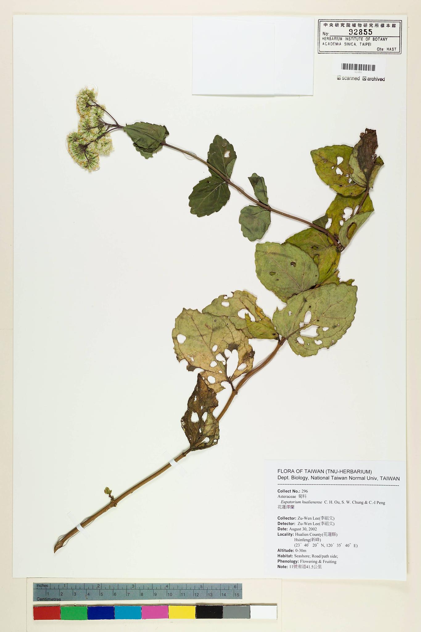 Sample image for viewer