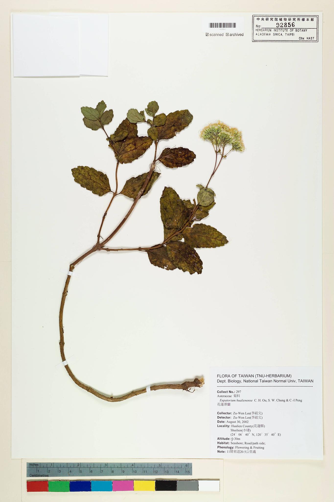 Sample image for viewer