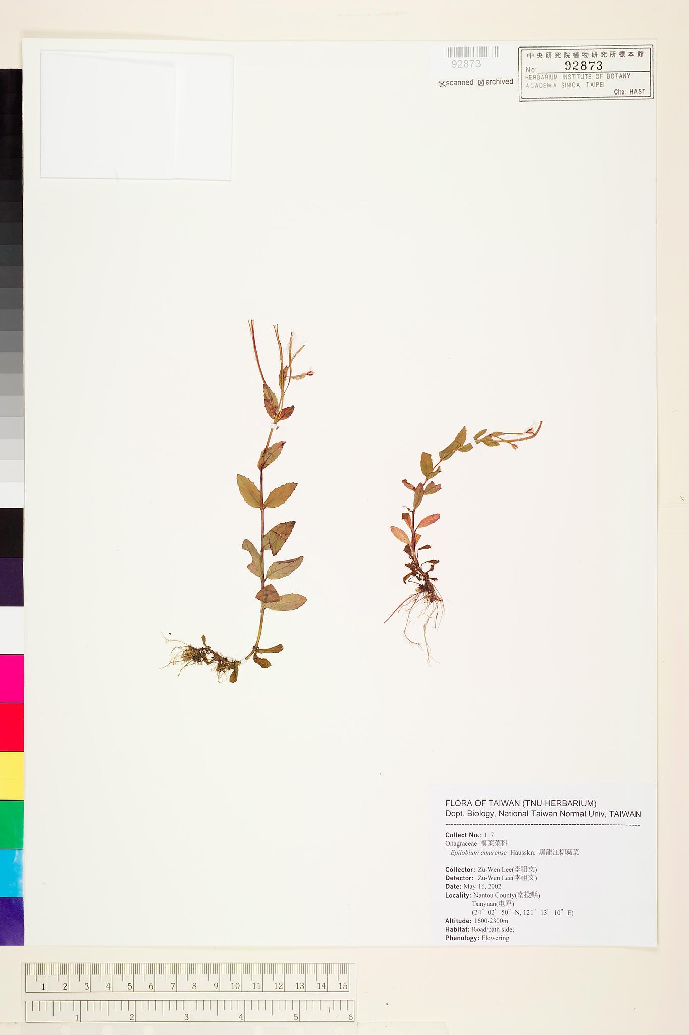 Sample image for viewer