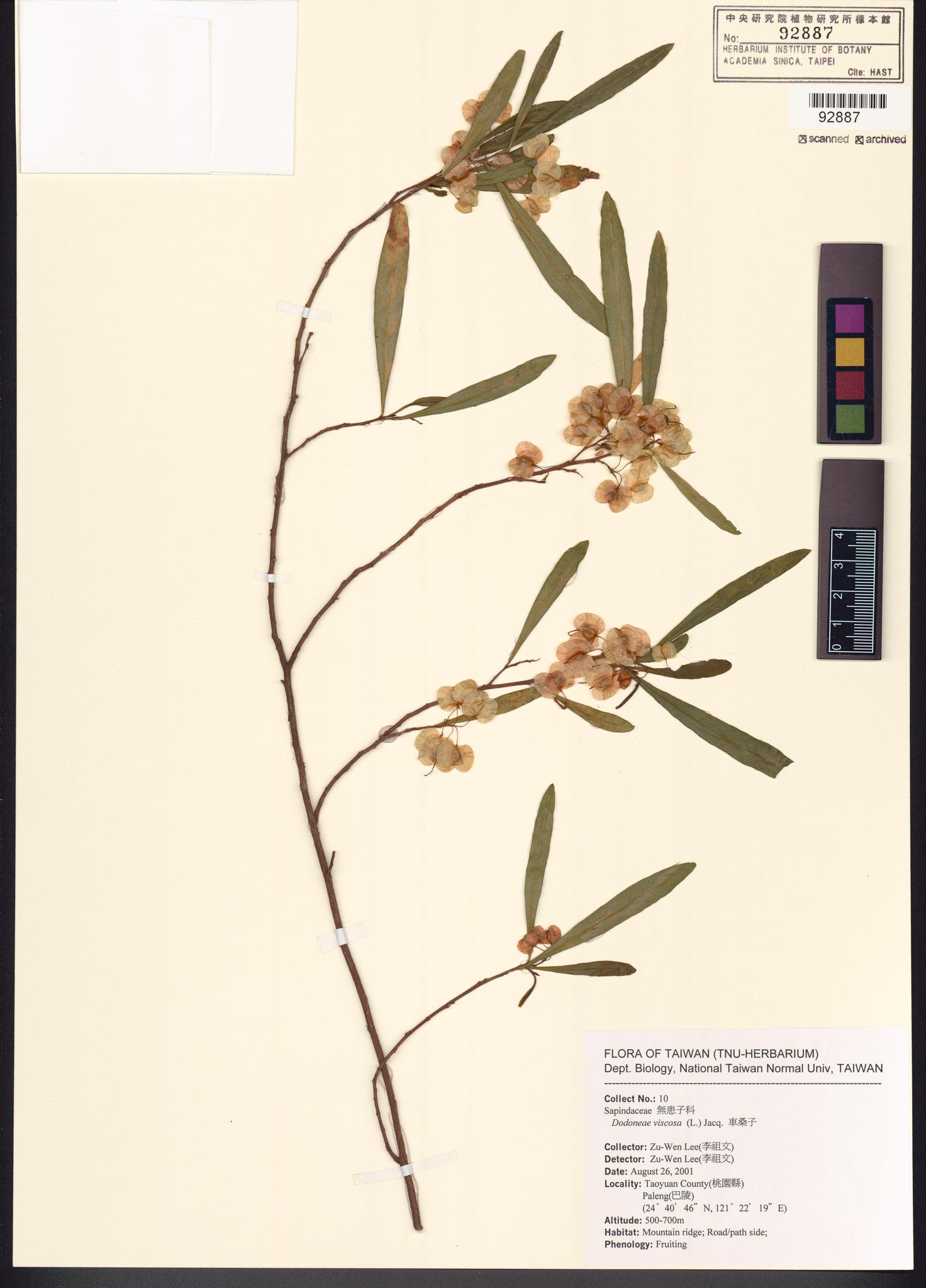 Sample image for viewer