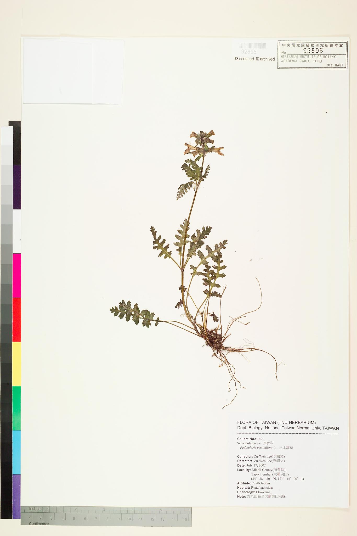 Sample image for viewer