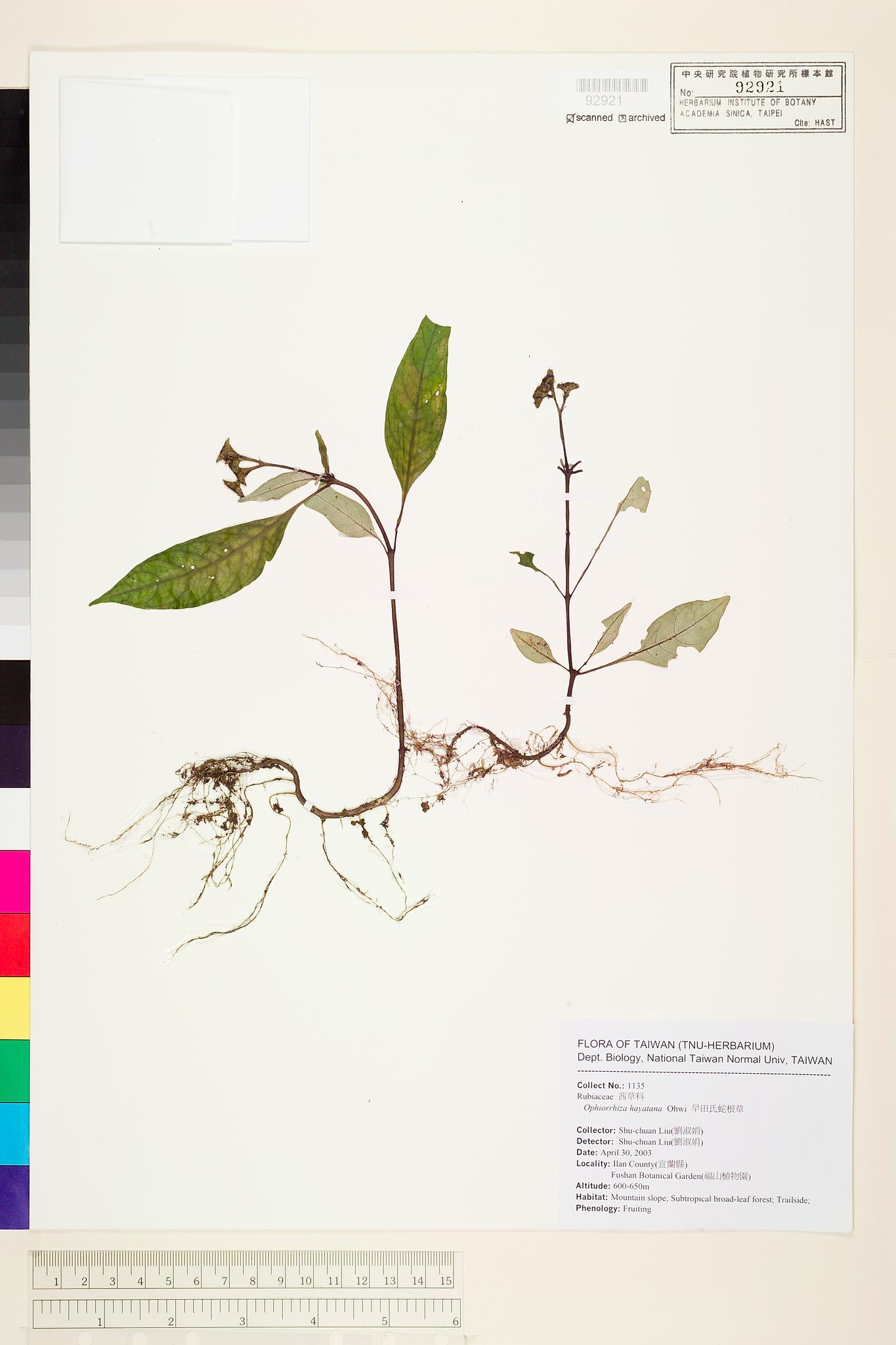 Sample image for viewer