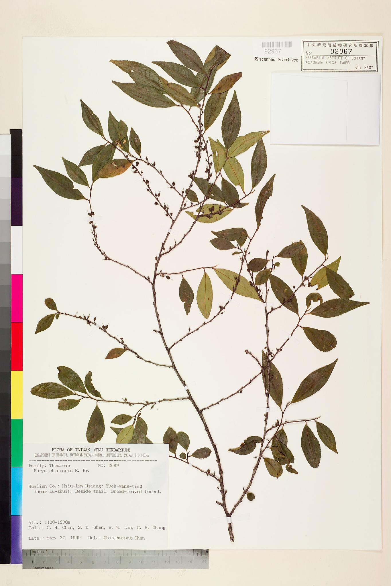 Sample image for viewer