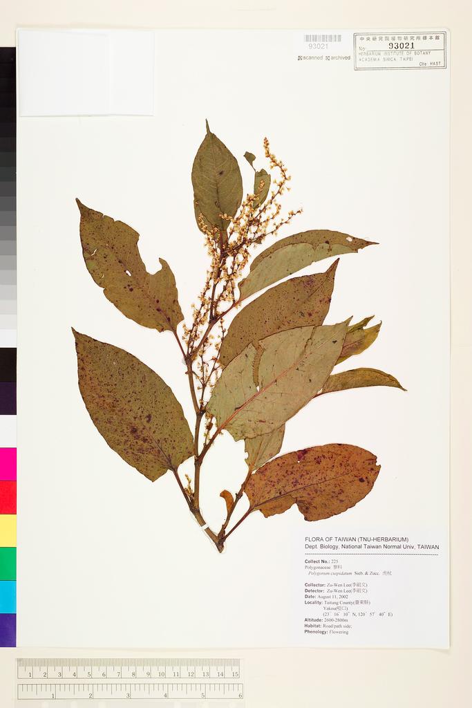 <Unit #69552 Lee, Zu-Wen | 李祖文 | 225:: | Polygonum cuspidatum Sieb. & Zucc.>