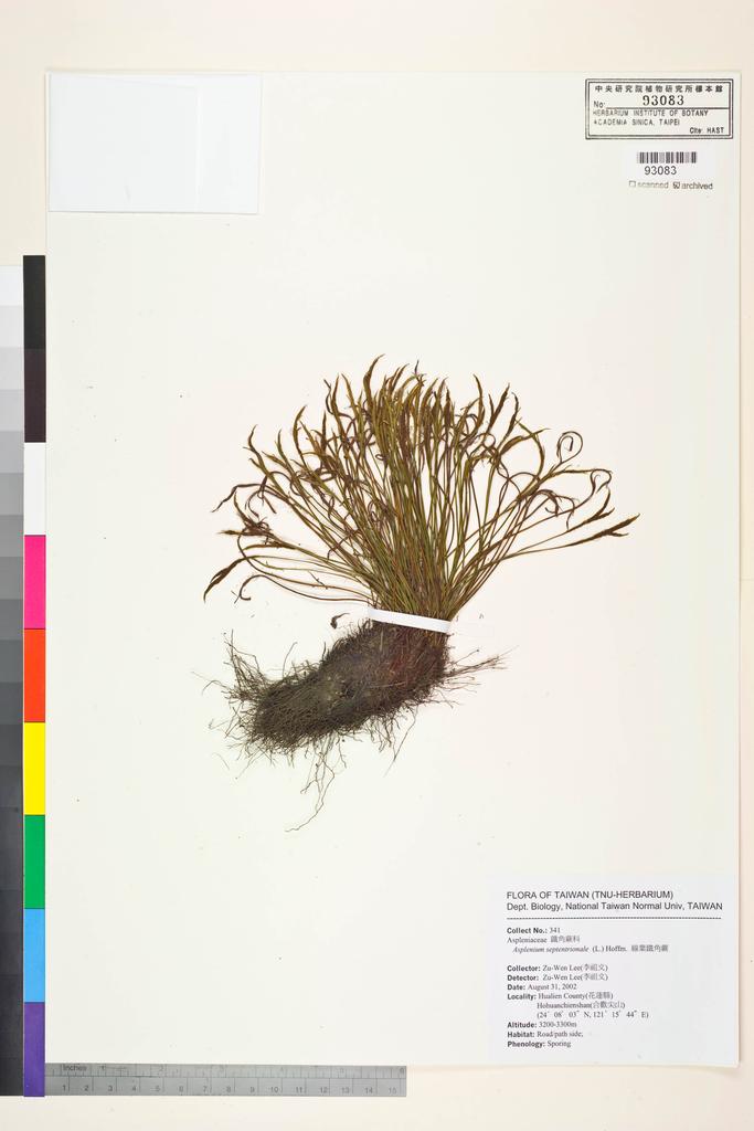 <Unit #84530 Lee, Zu-Wen | 李祖文 | 341:: | Asplenium septentrionale (L.) Hoffm.>