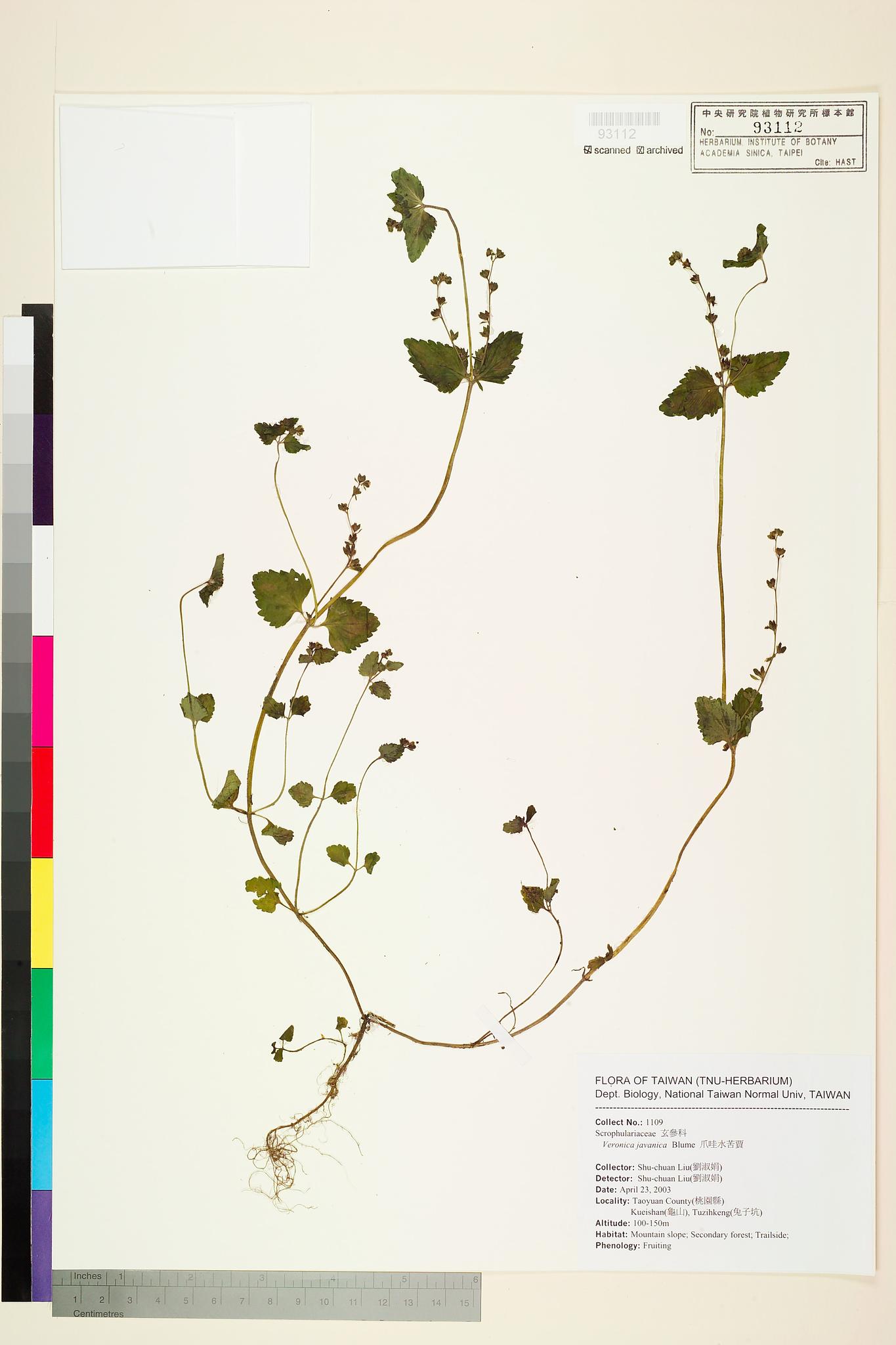 Sample image for viewer