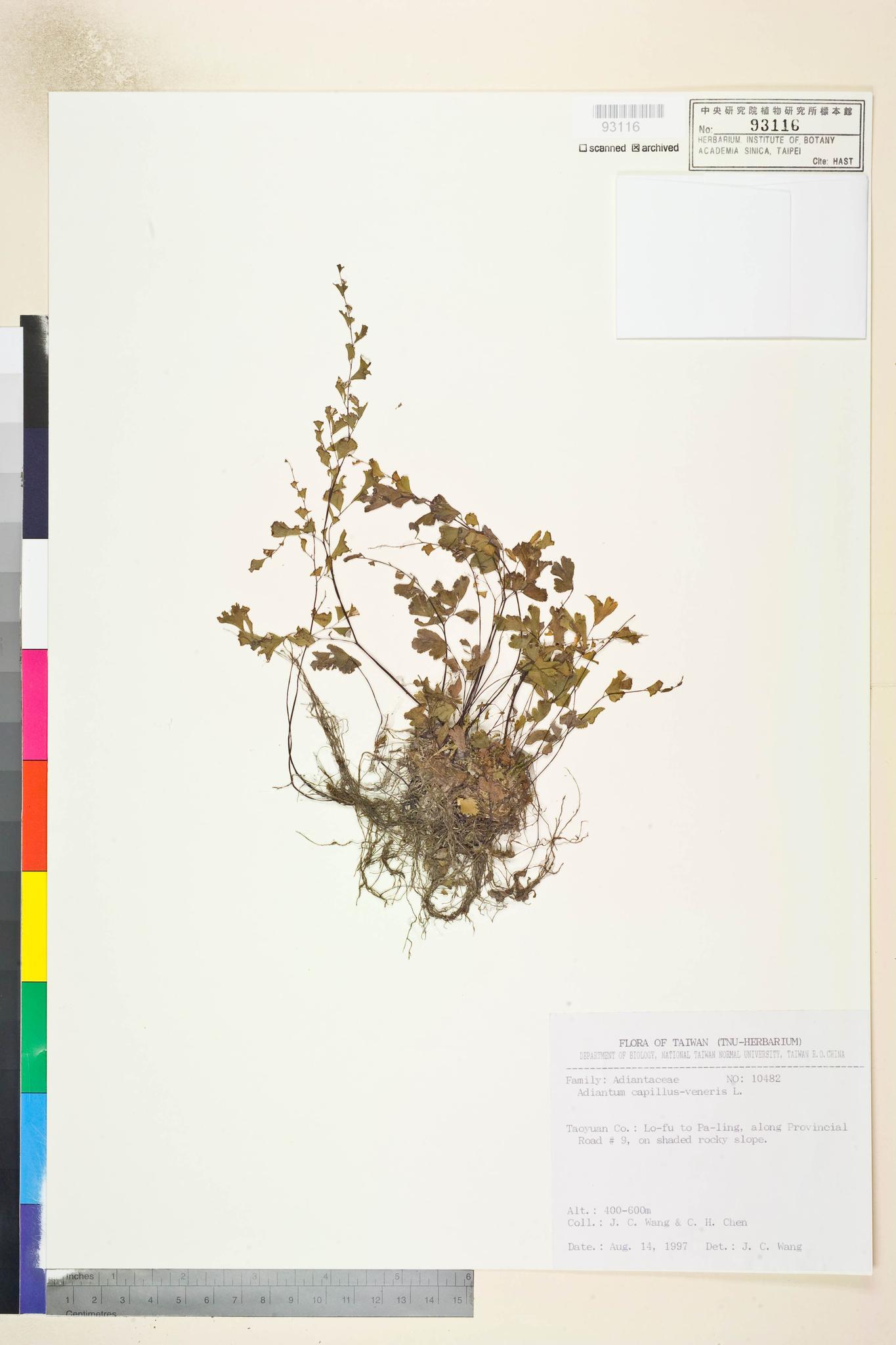 Sample image for viewer