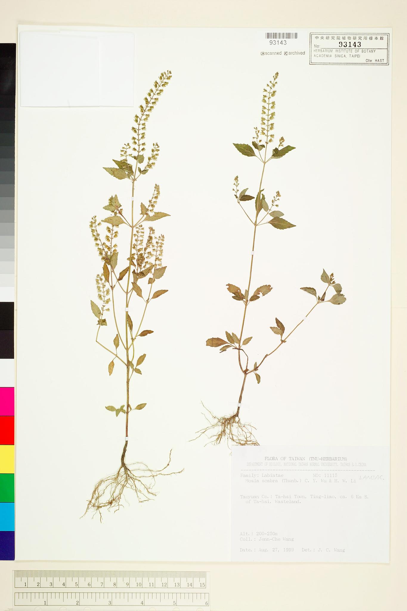 Sample image for viewer