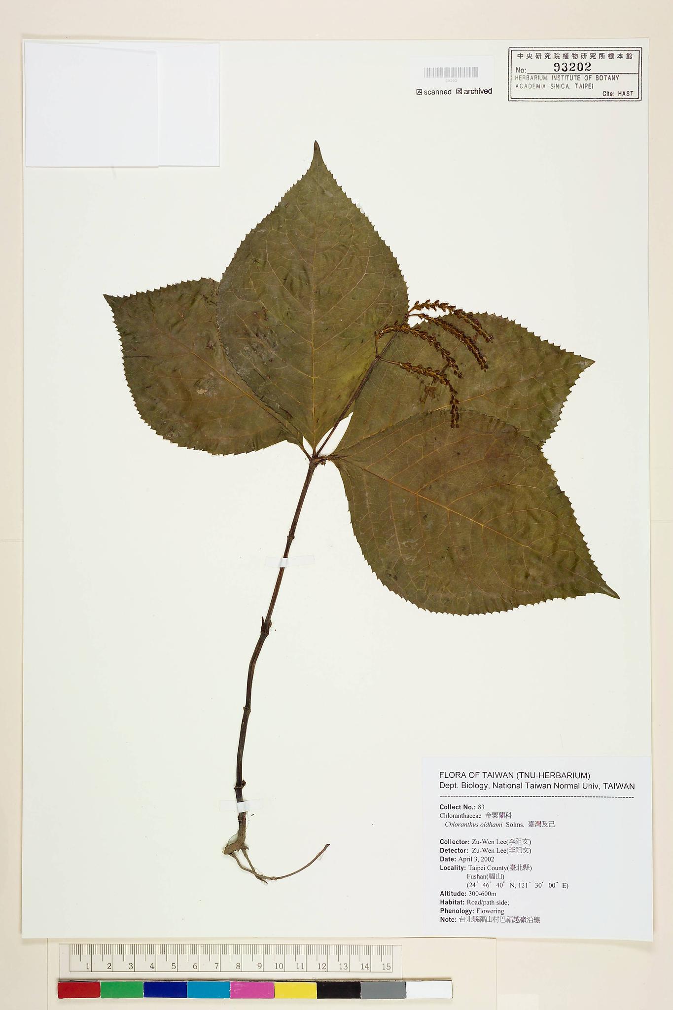 Sample image for viewer