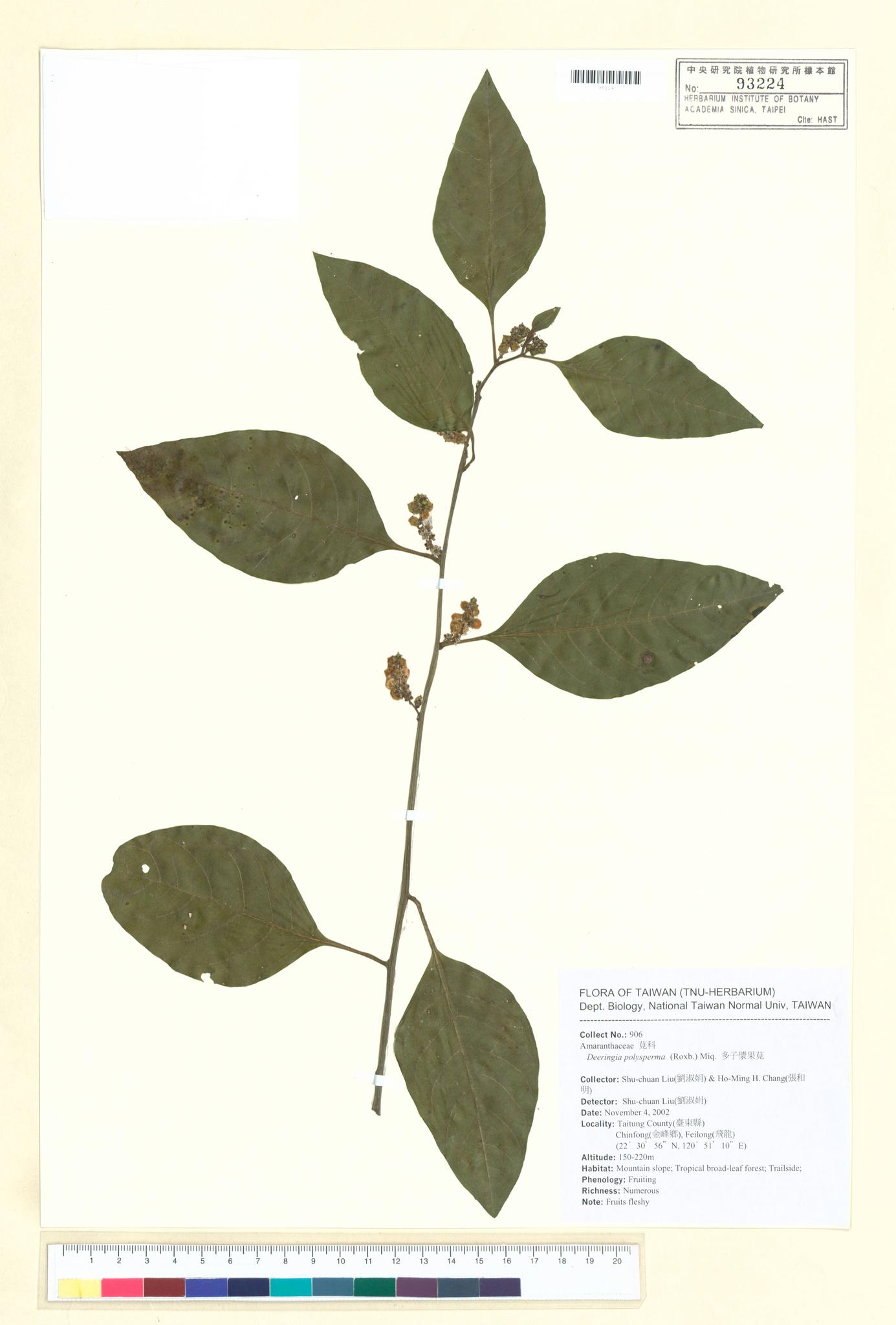 Sample image for viewer