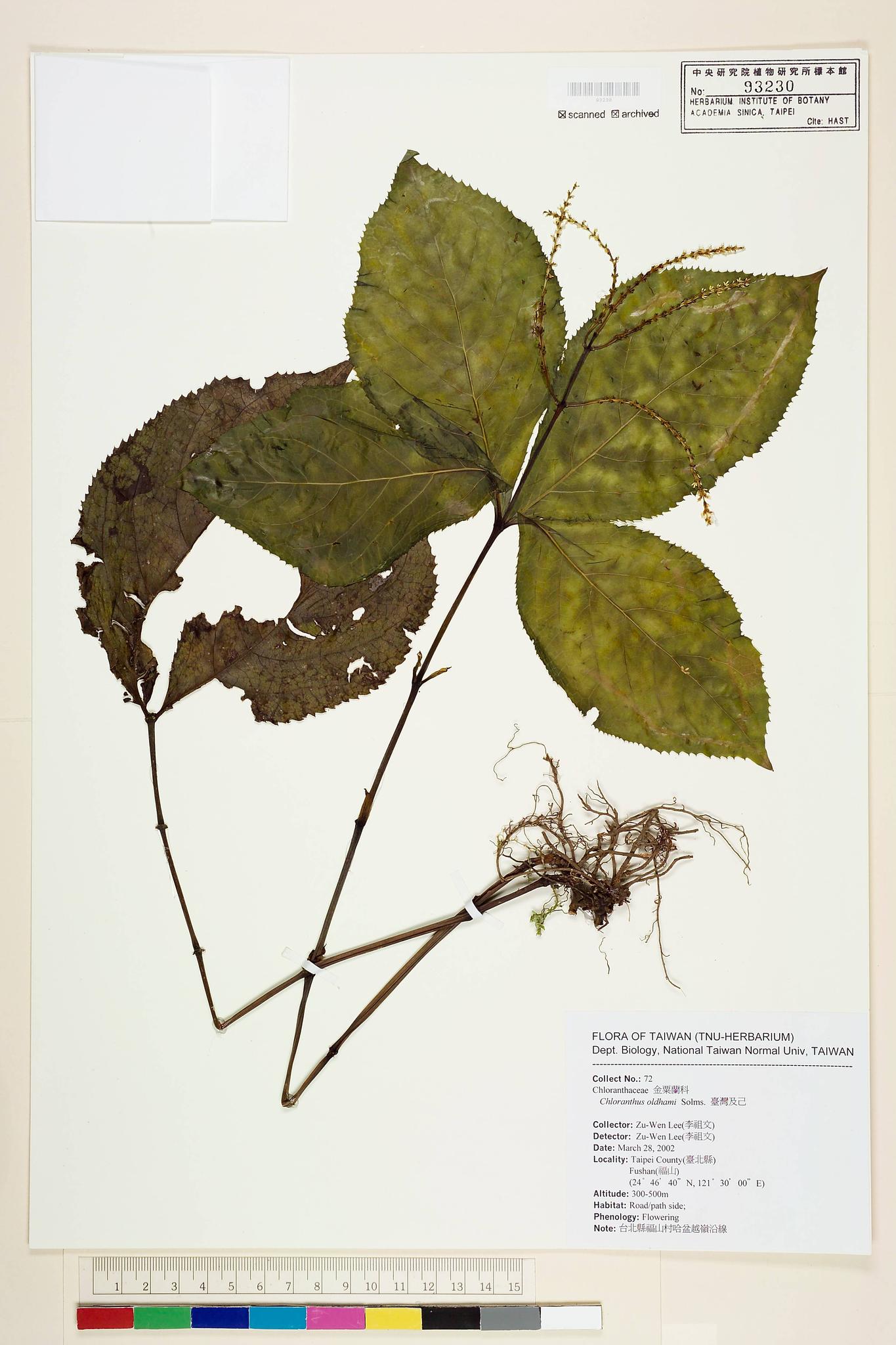 Sample image for viewer