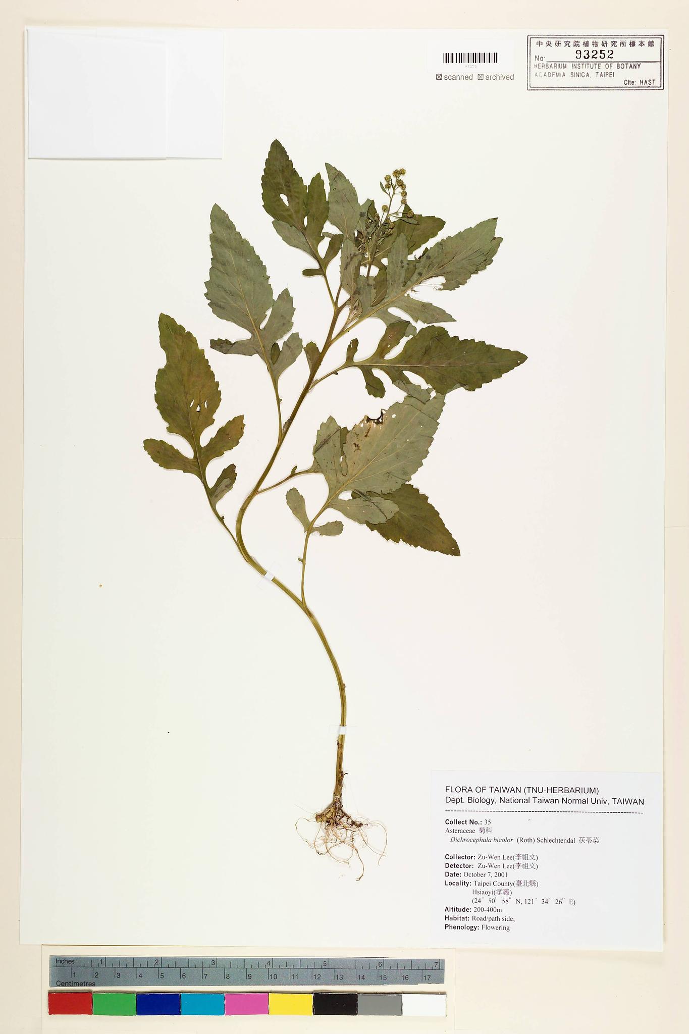 Sample image for viewer