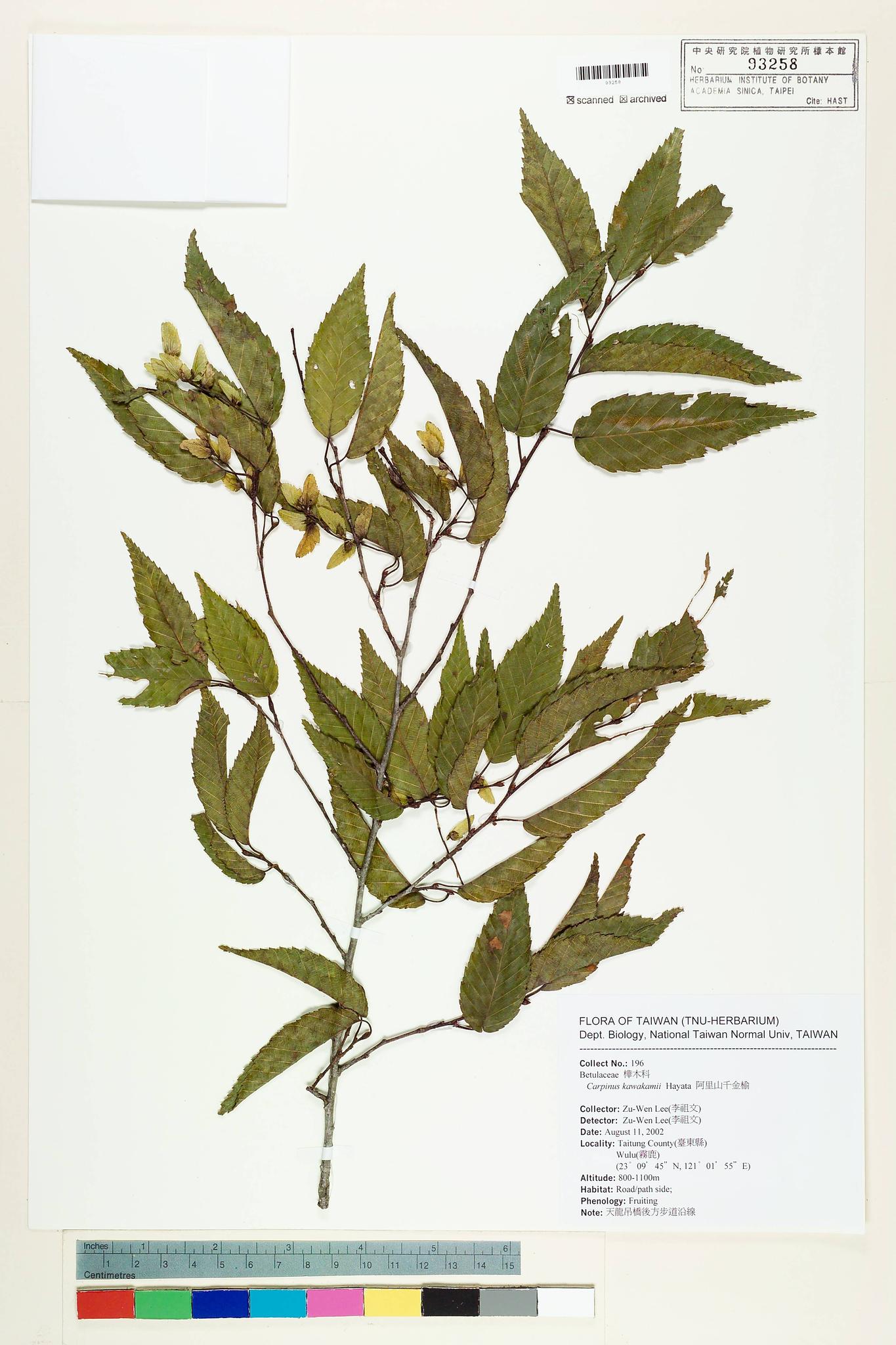 Sample image for viewer