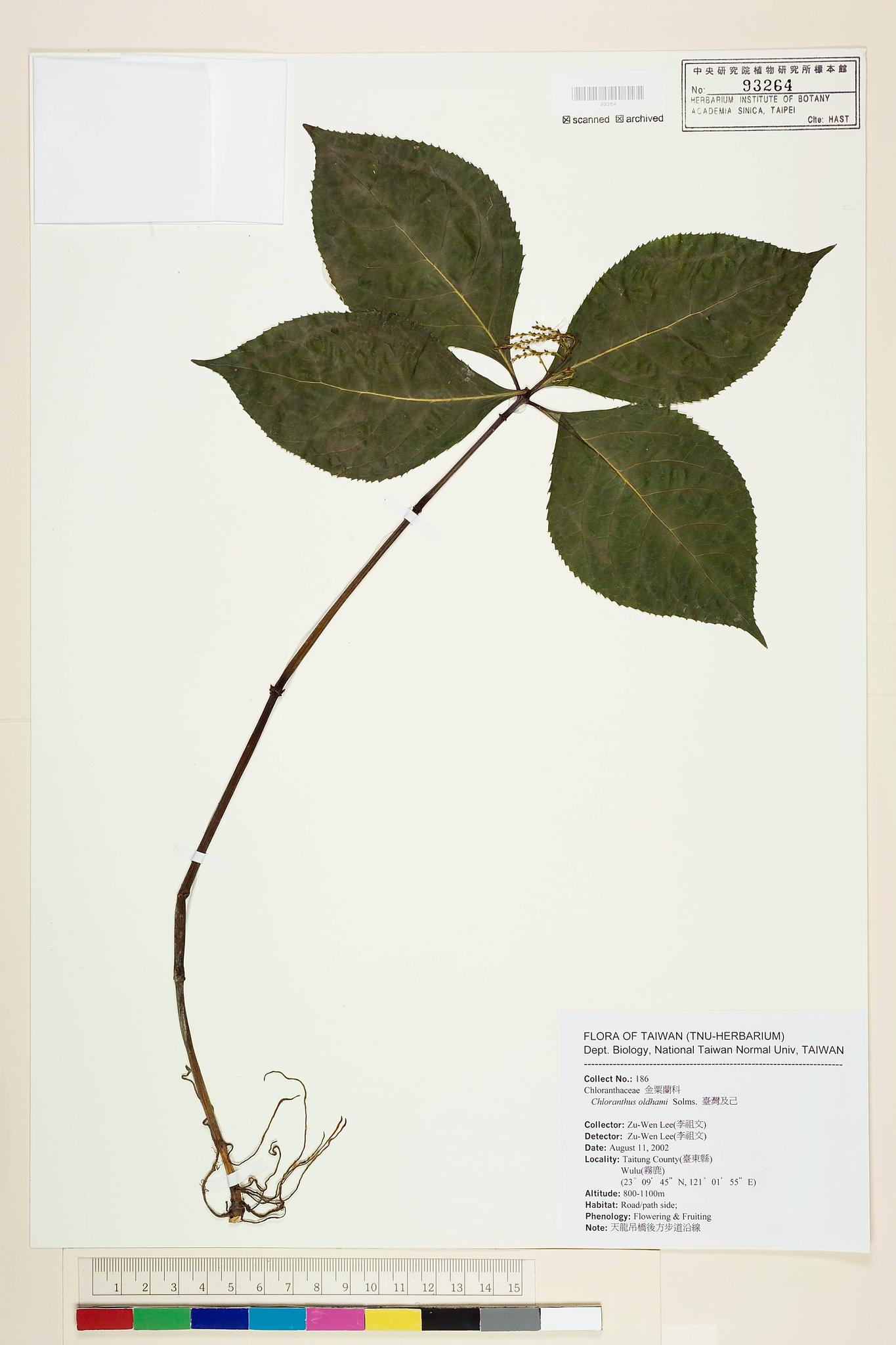 Sample image for viewer