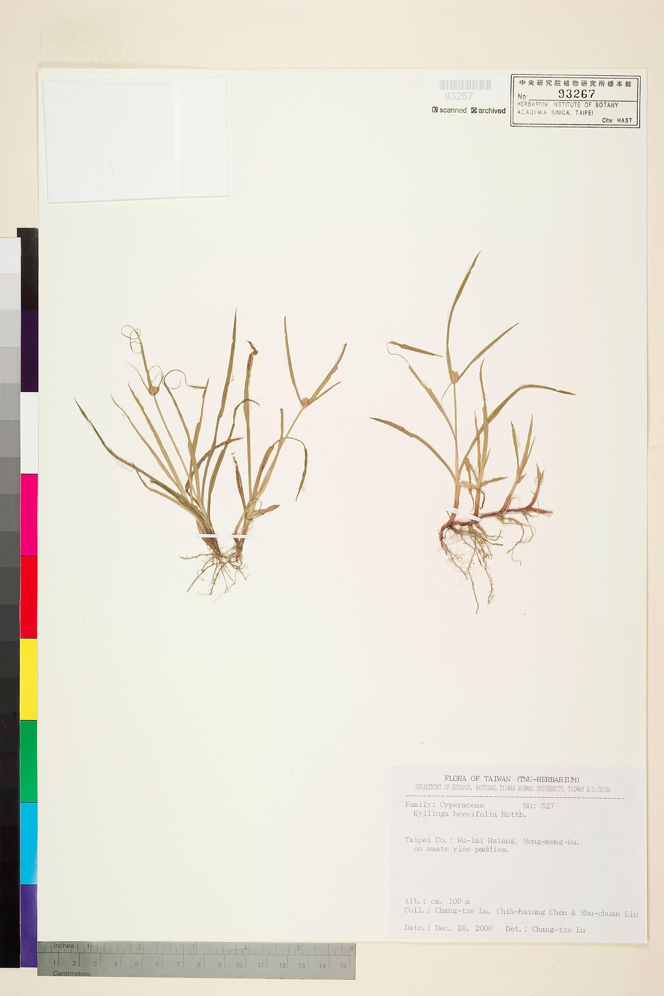 Sample image for viewer