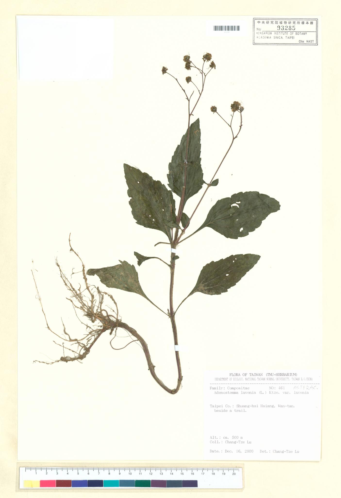 Sample image for viewer