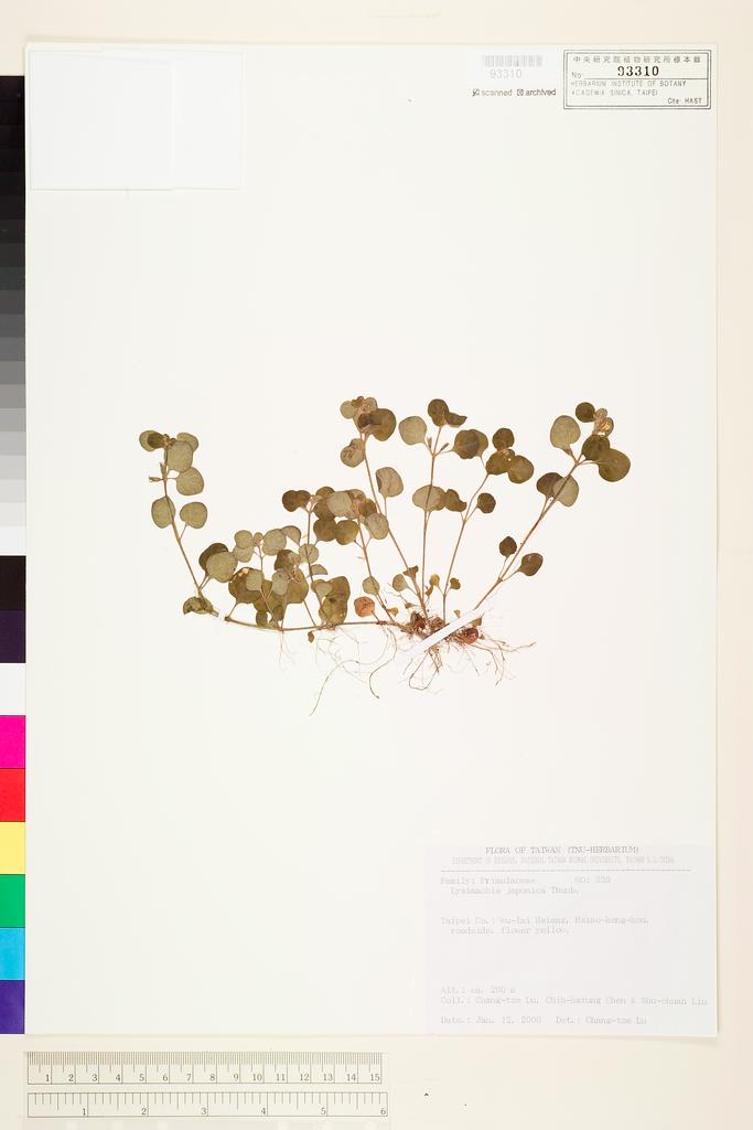 <Unit #70168 Lu, Chang-Tse | 呂長澤 | 539:: | Lysimachia japonica Thunb.>