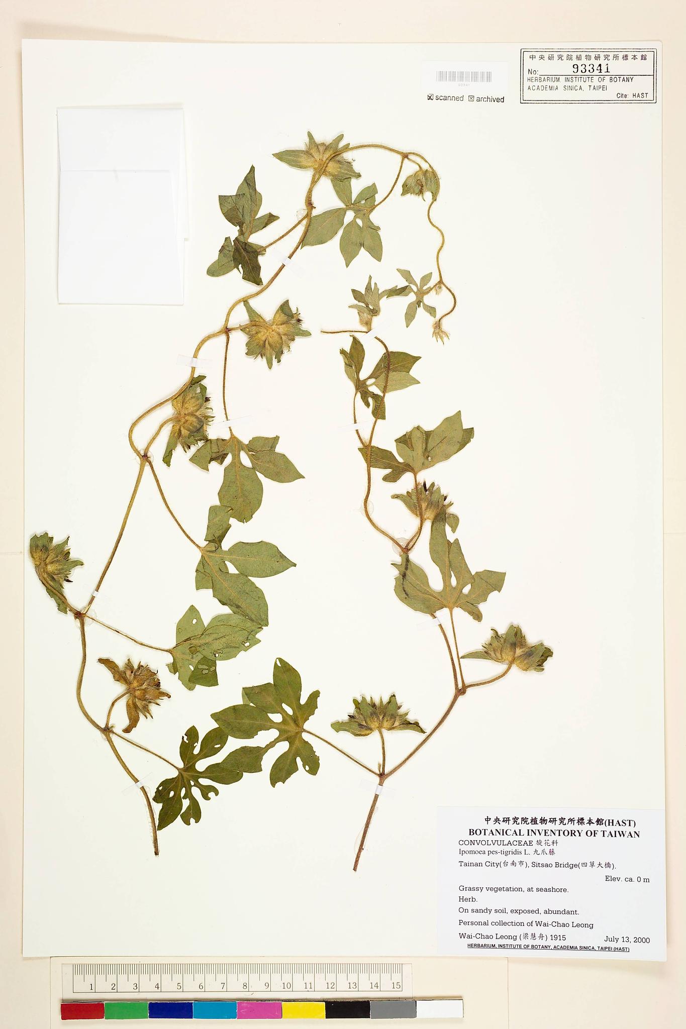 Sample image for viewer