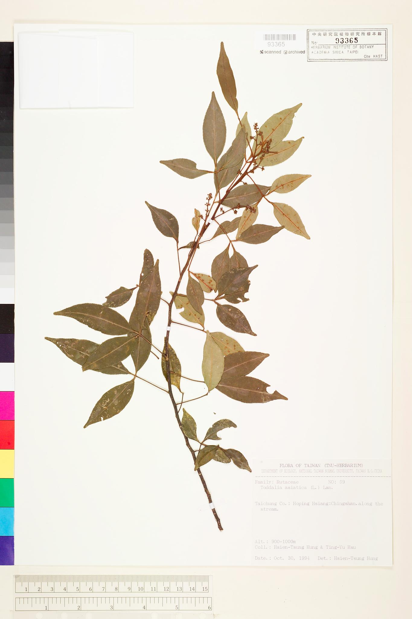 Sample image for viewer