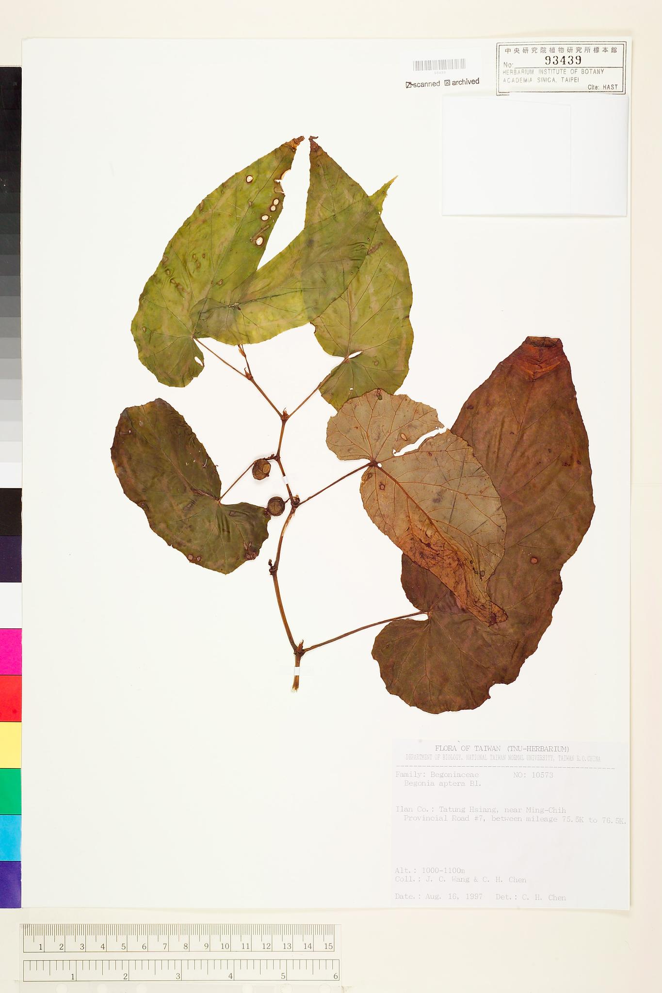 Sample image for viewer