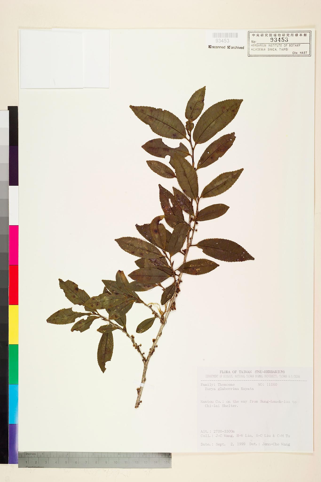 Sample image for viewer