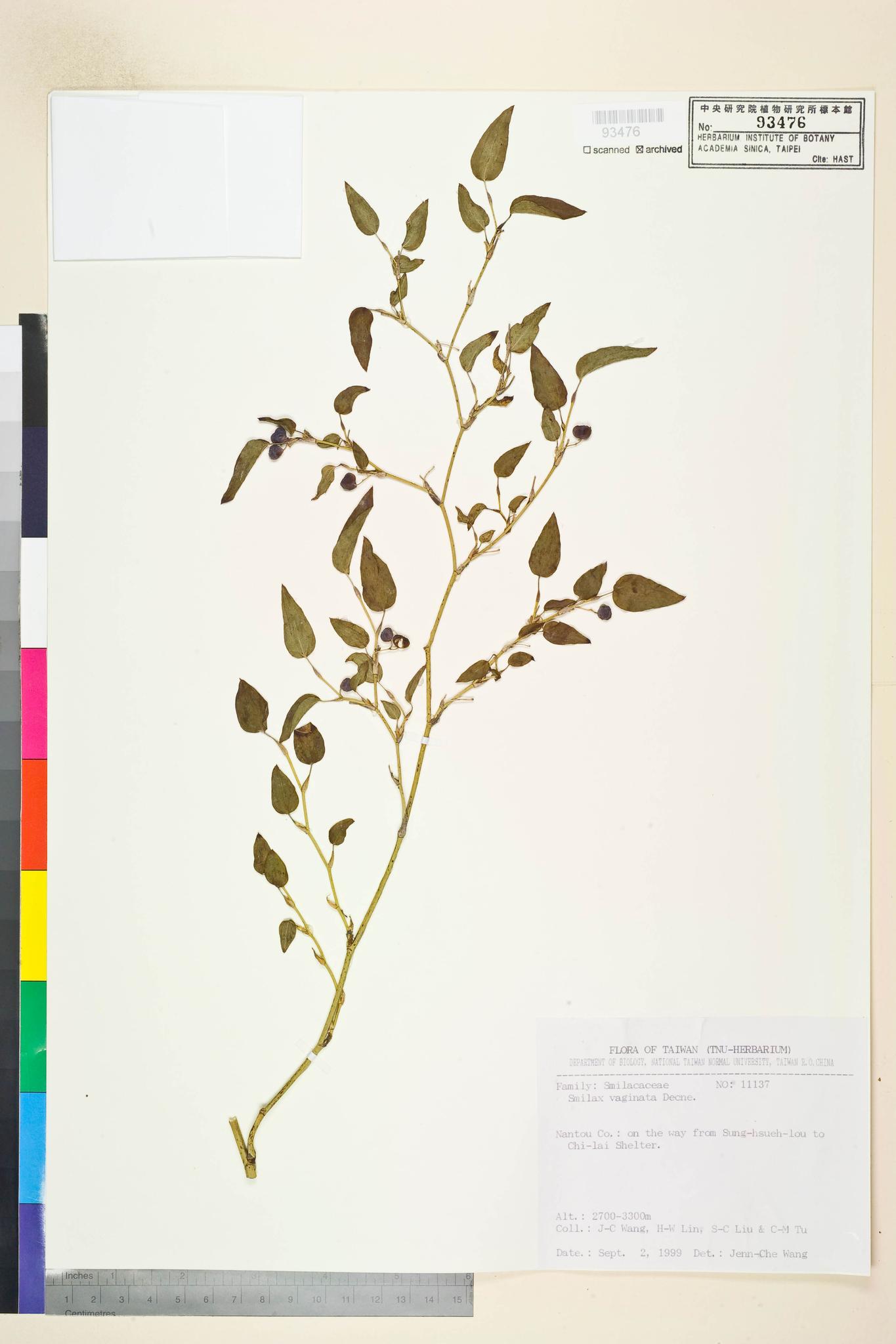 Sample image for viewer