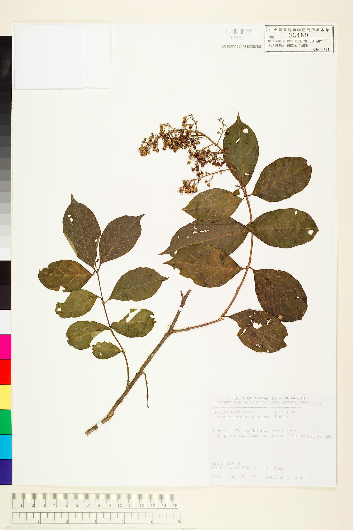 Sample image for viewer