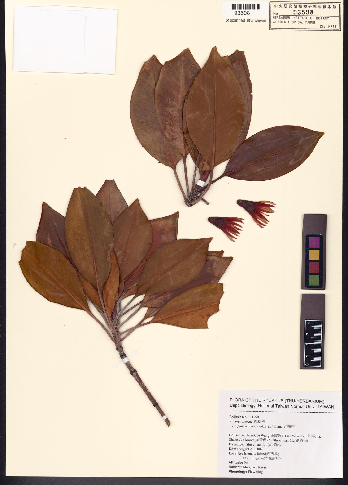 Sample image for viewer