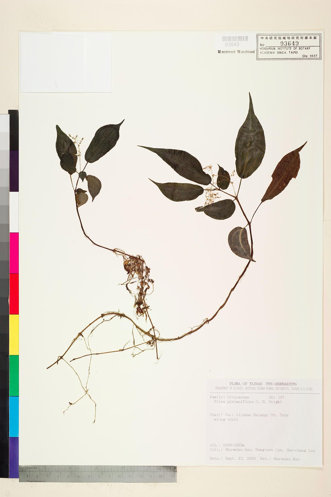 Sample image for viewer