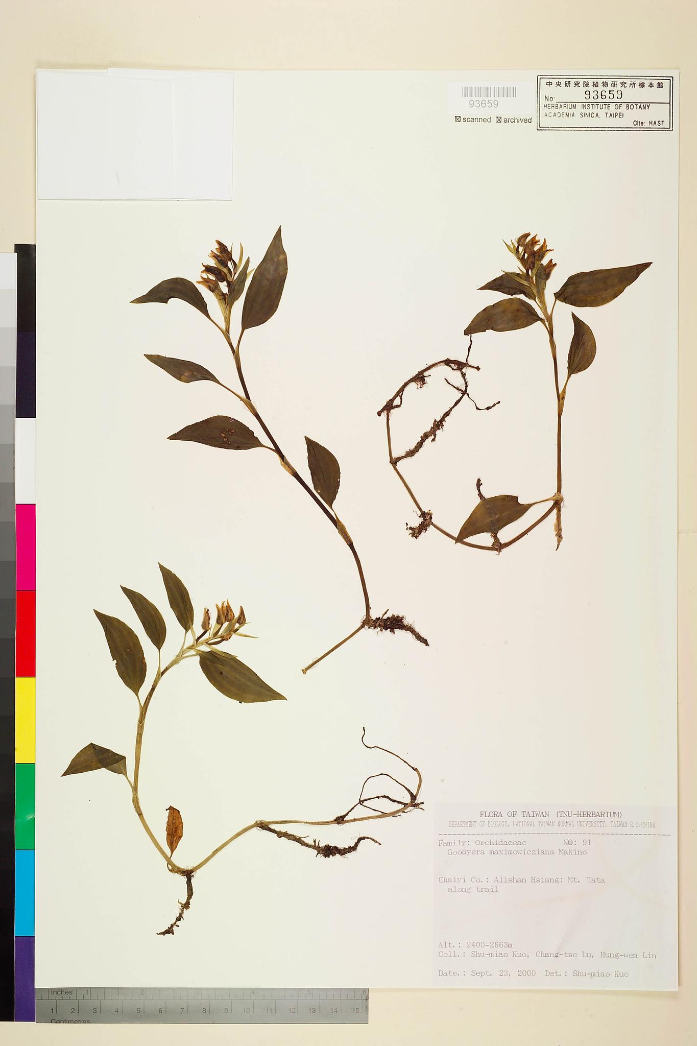 Sample image for viewer