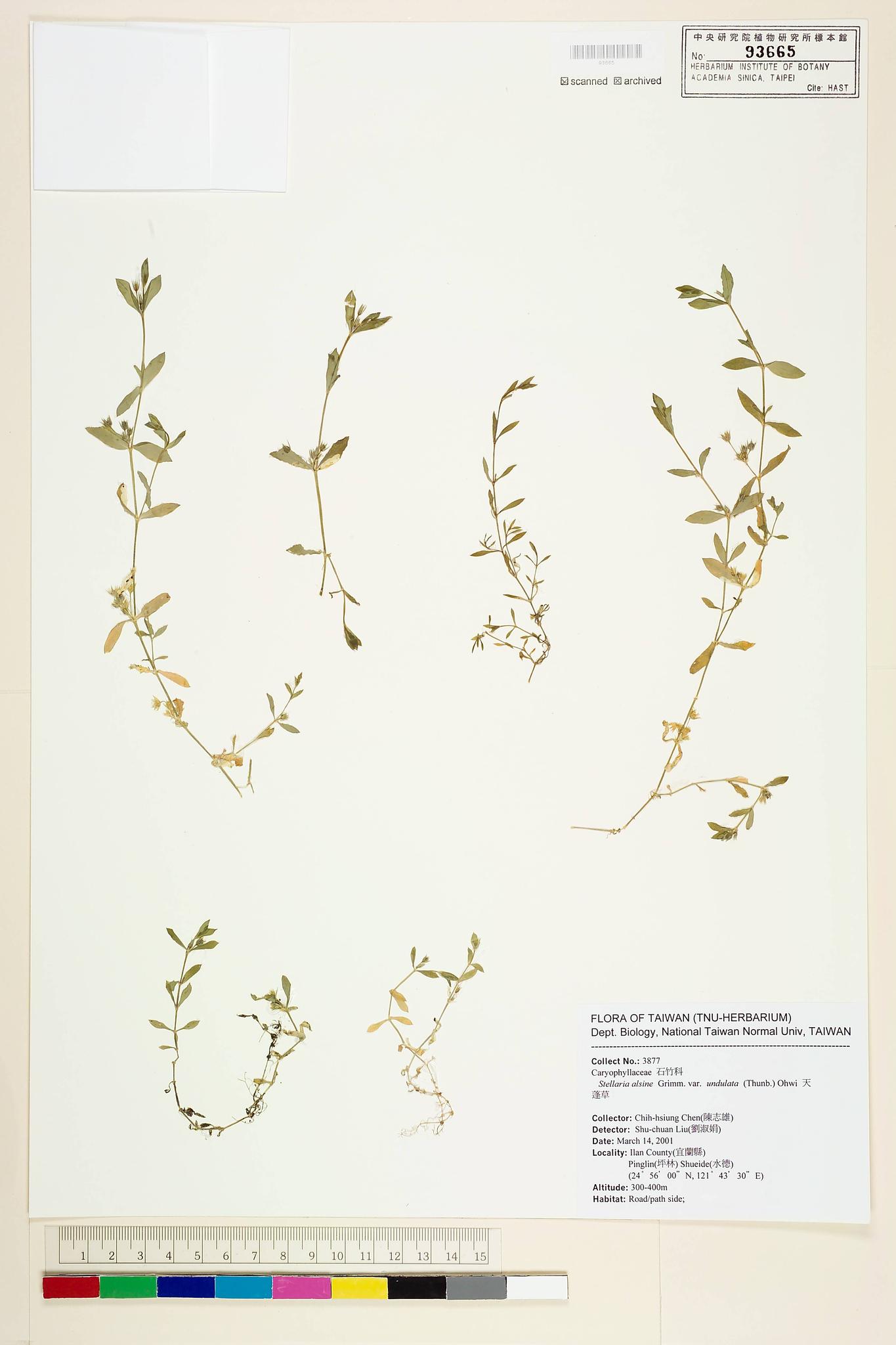 Sample image for viewer