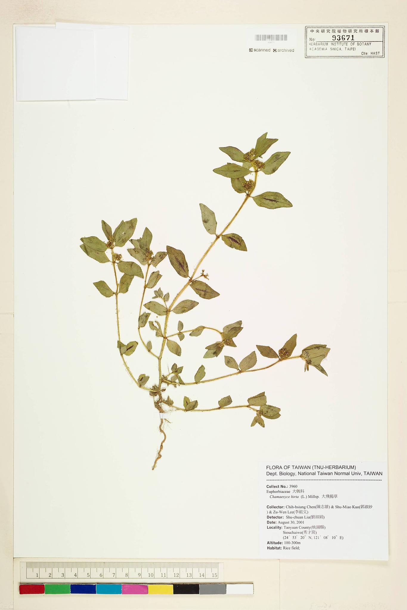 Sample image for viewer