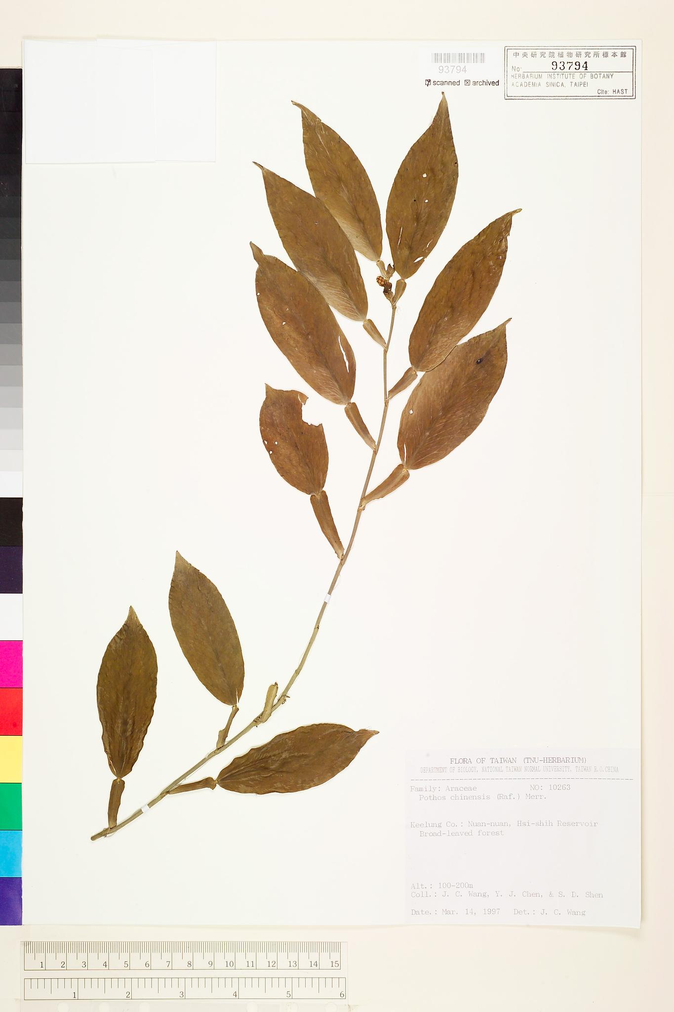 Sample image for viewer