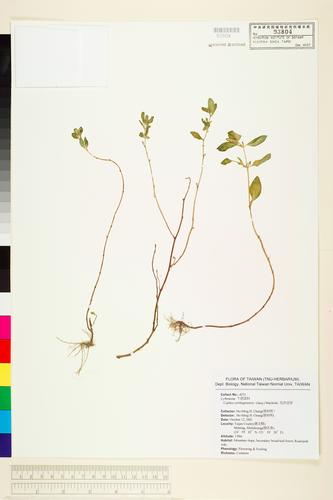 Cuphea cartagenesis (Jacq.) Macbrids