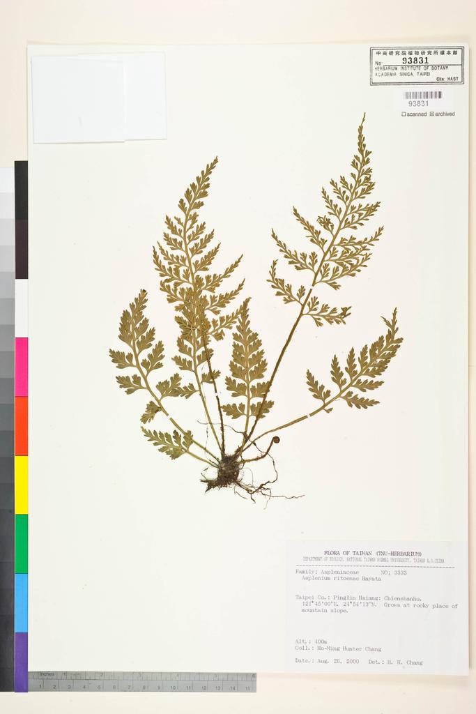 <Unit #48679 Chang, Ho-Ming H. | 張和明 | 3333:: | Asplenium ritoense Hayata>