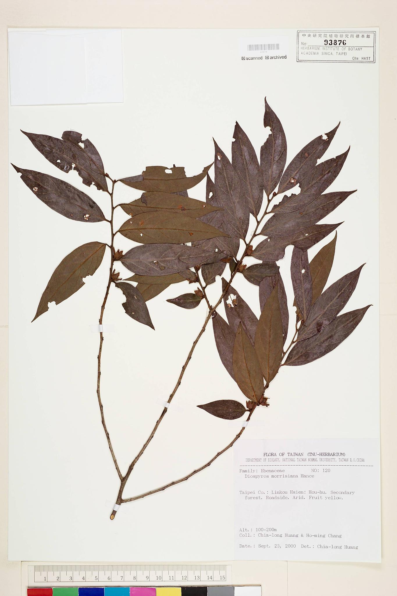 Sample image for viewer