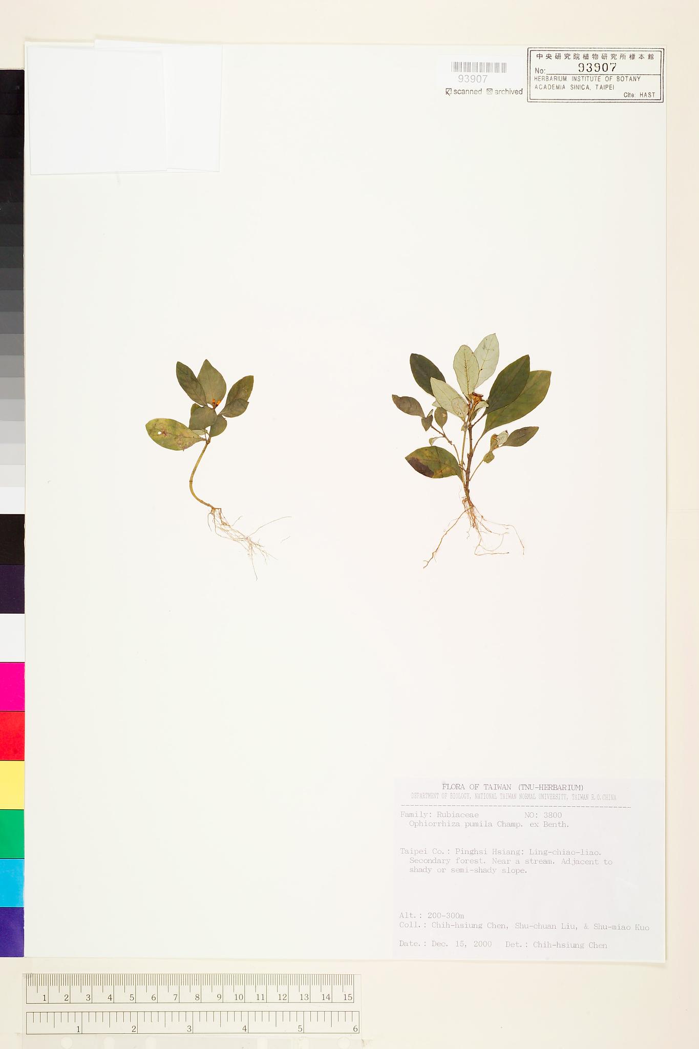 Sample image for viewer